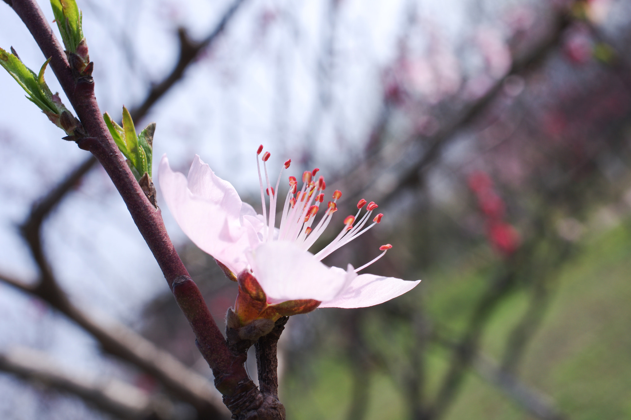 HD Pentax DA 35mm F2.8 Macro Limited sample photo. Astr3794.jpg photography