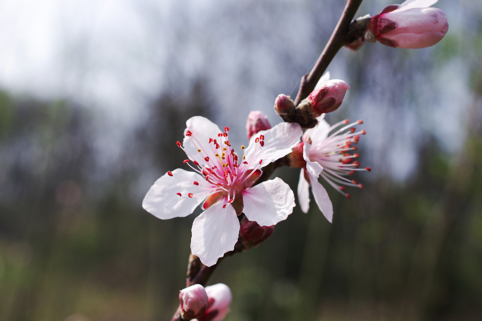 HD Pentax DA 35mm F2.8 Macro Limited sample photo. Astr3684.jpg photography