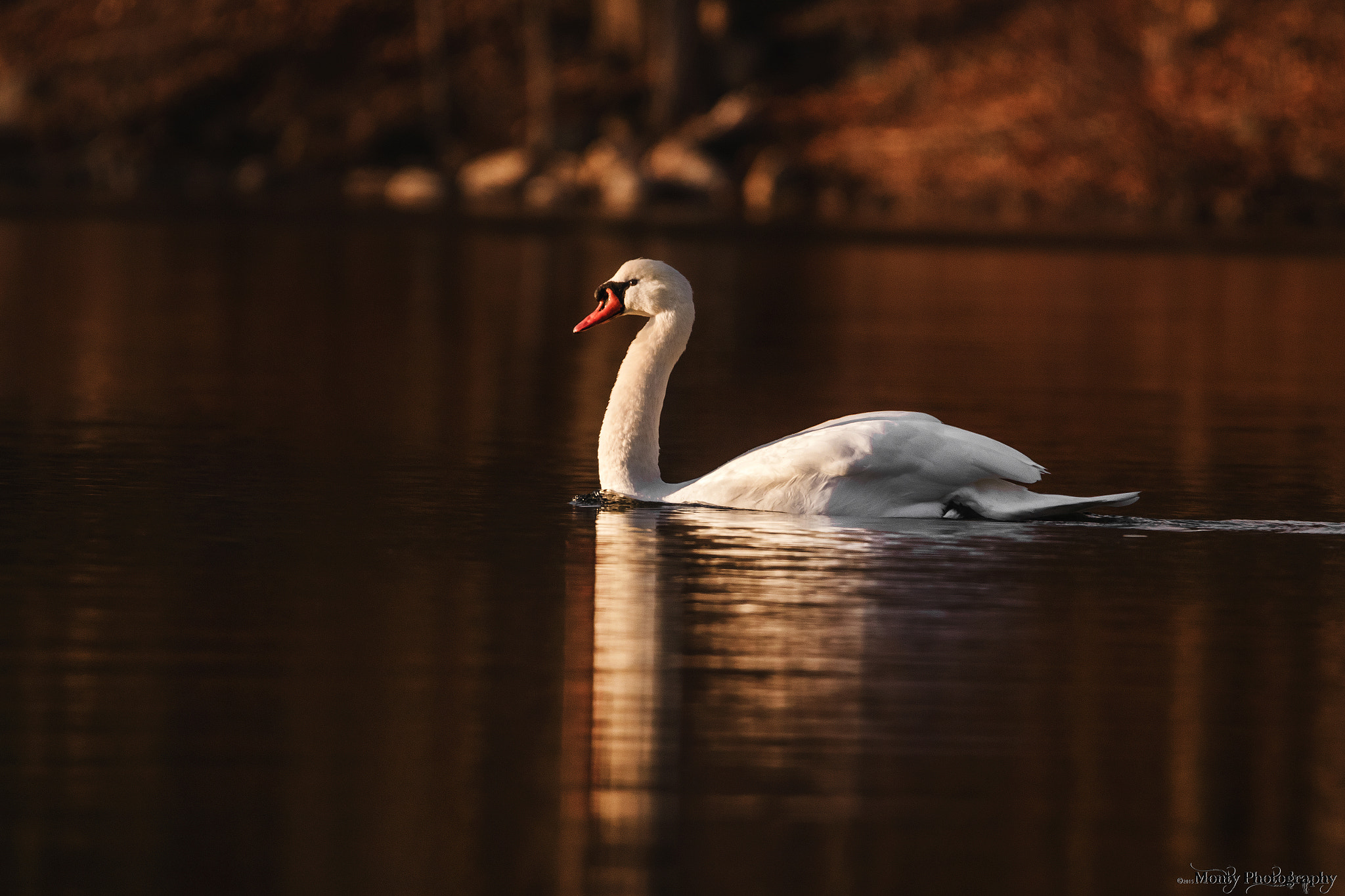 Canon EOS 7D Mark II + Tamron SP 150-600mm F5-6.3 Di VC USD sample photo. Swan into the sunset photography
