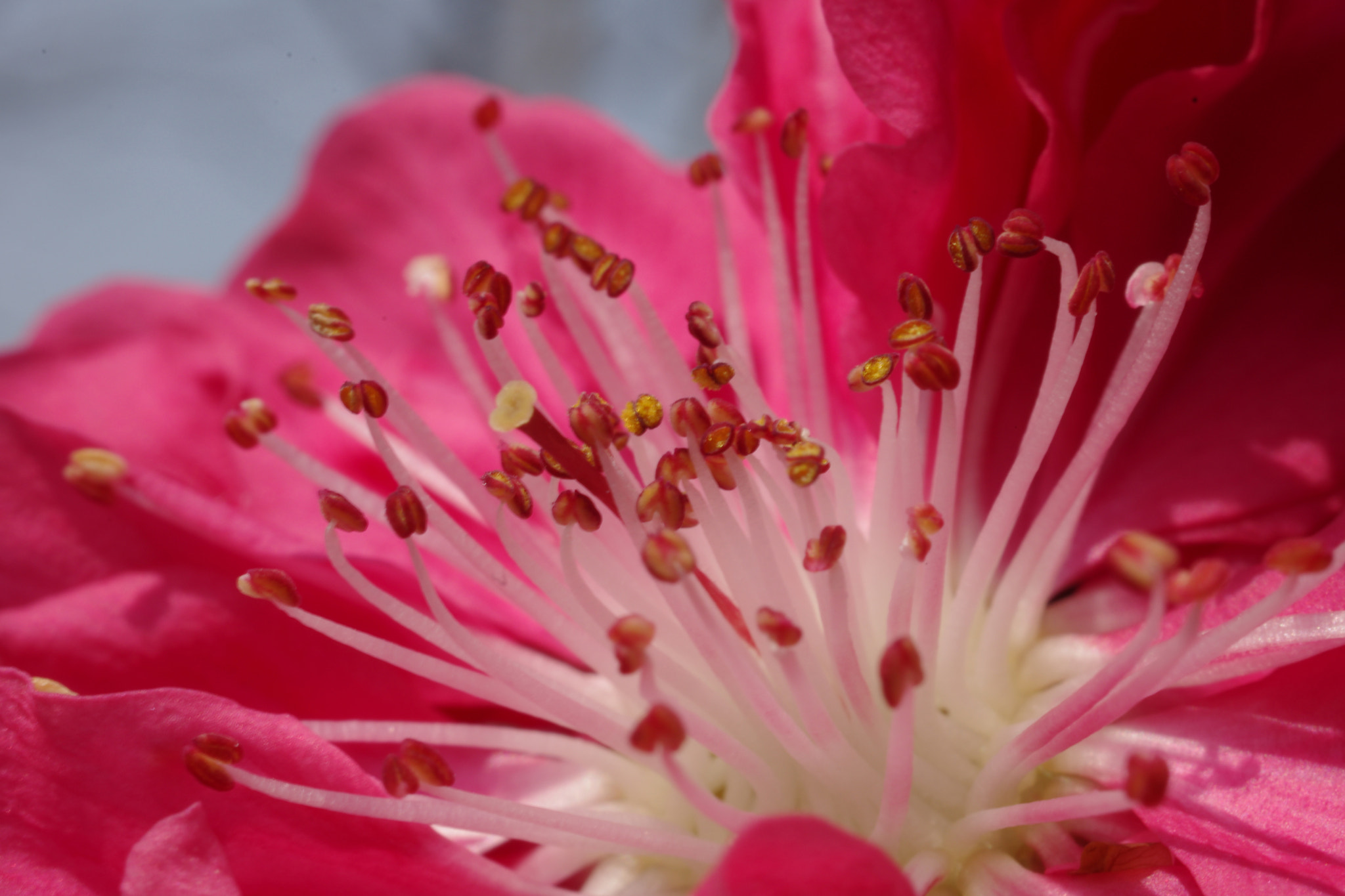 HD Pentax DA 35mm F2.8 Macro Limited sample photo. Astr3777.jpg photography