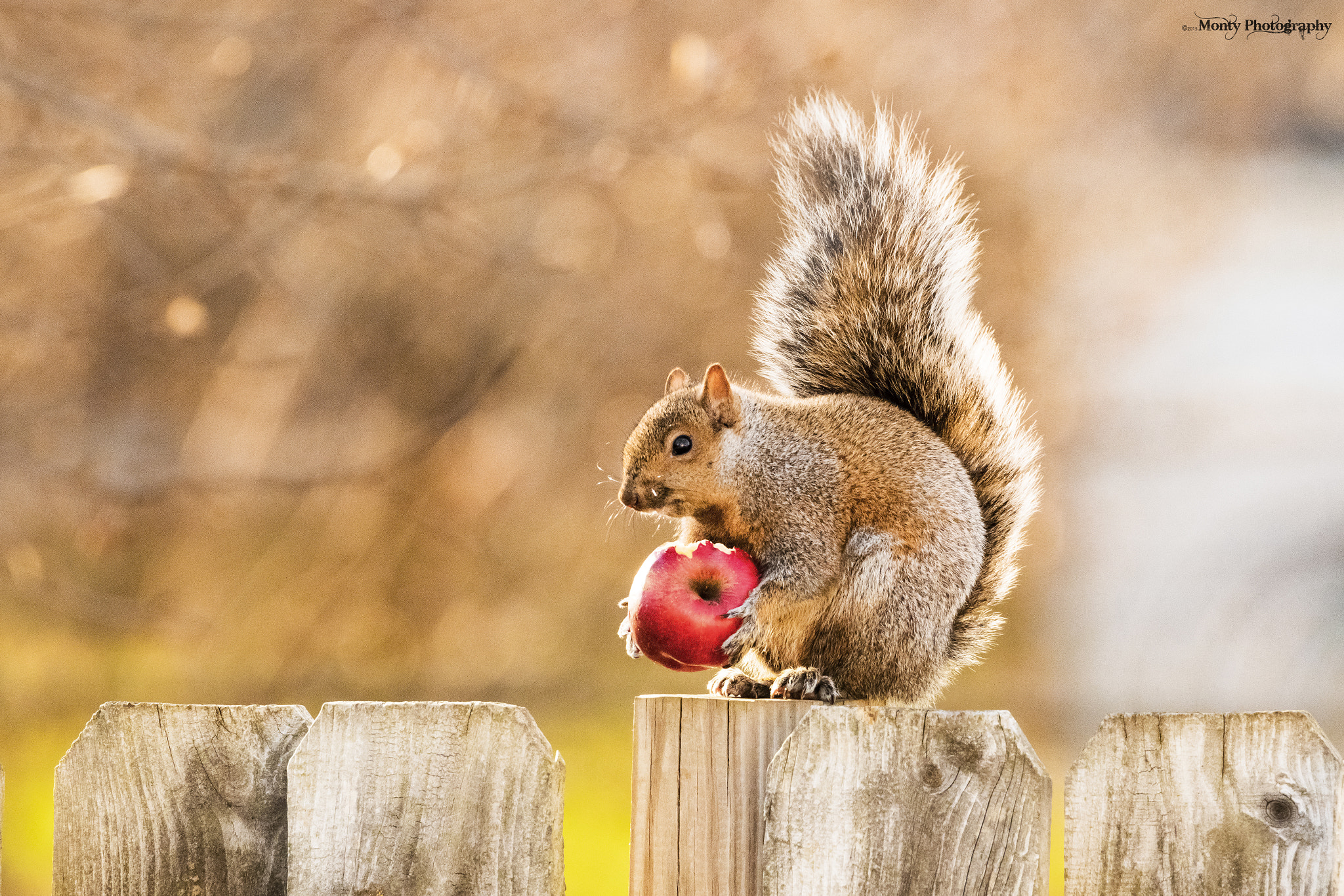 Canon EOS 7D Mark II + Tamron SP 150-600mm F5-6.3 Di VC USD sample photo. Squirrel with an apple photography