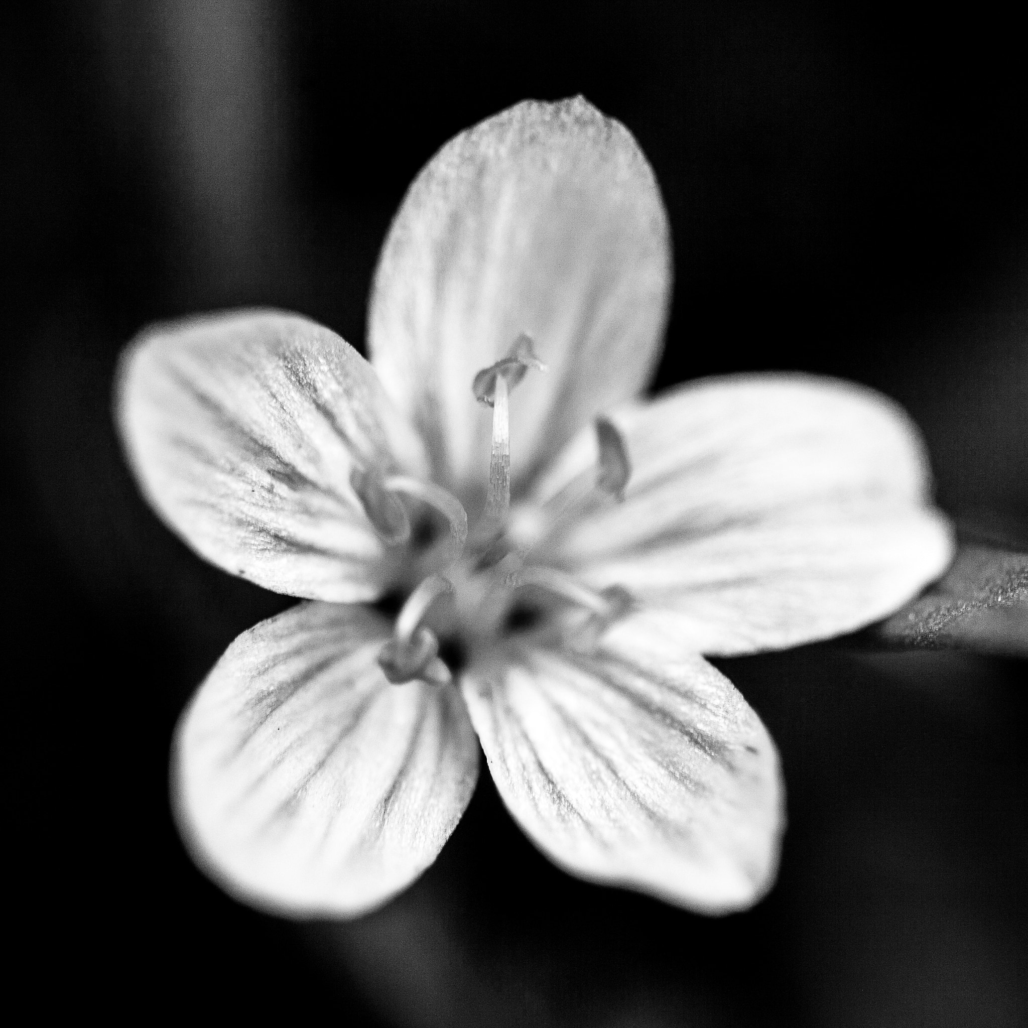 Canon EF 100mm F2.8 Macro USM sample photo. Violet i, hereford, maryland photography
