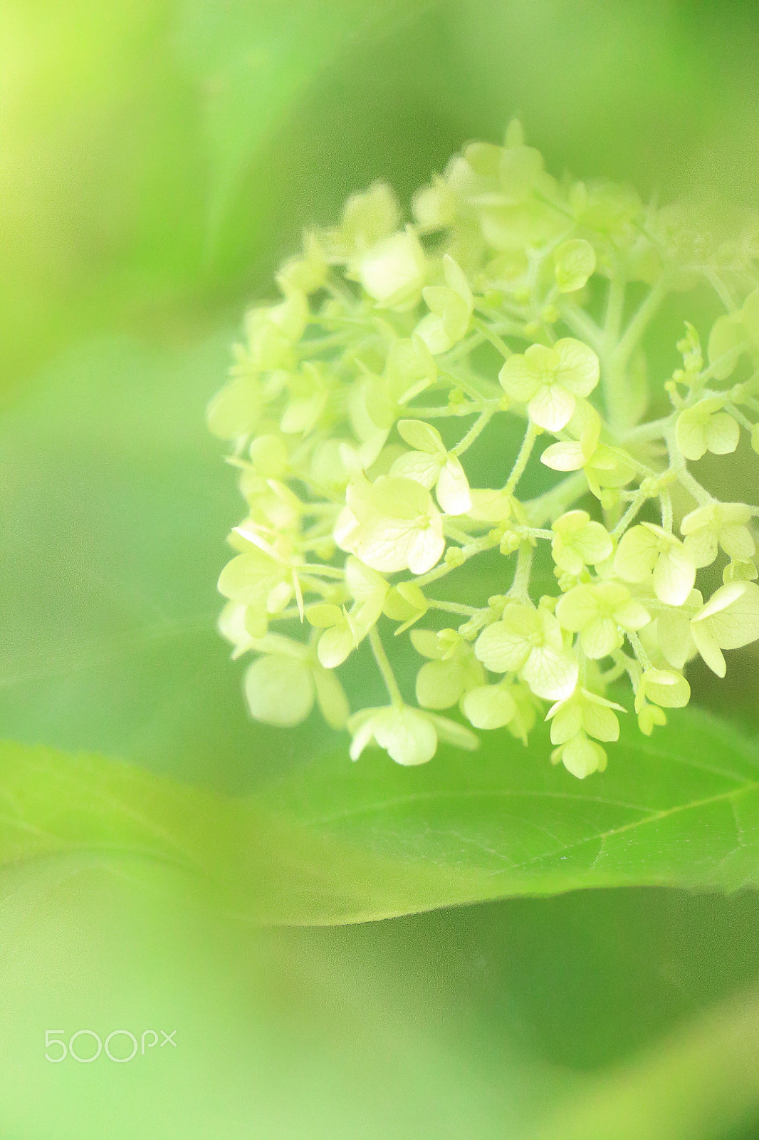 Canon EOS 700D (EOS Rebel T5i / EOS Kiss X7i) sample photo. Hydrangea photography