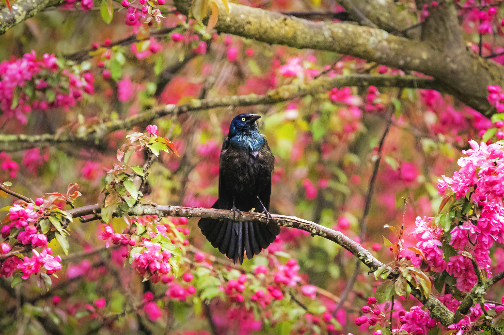 Canon EOS 7D Mark II + Tamron SP 150-600mm F5-6.3 Di VC USD sample photo. Grackle in the blossoms photography