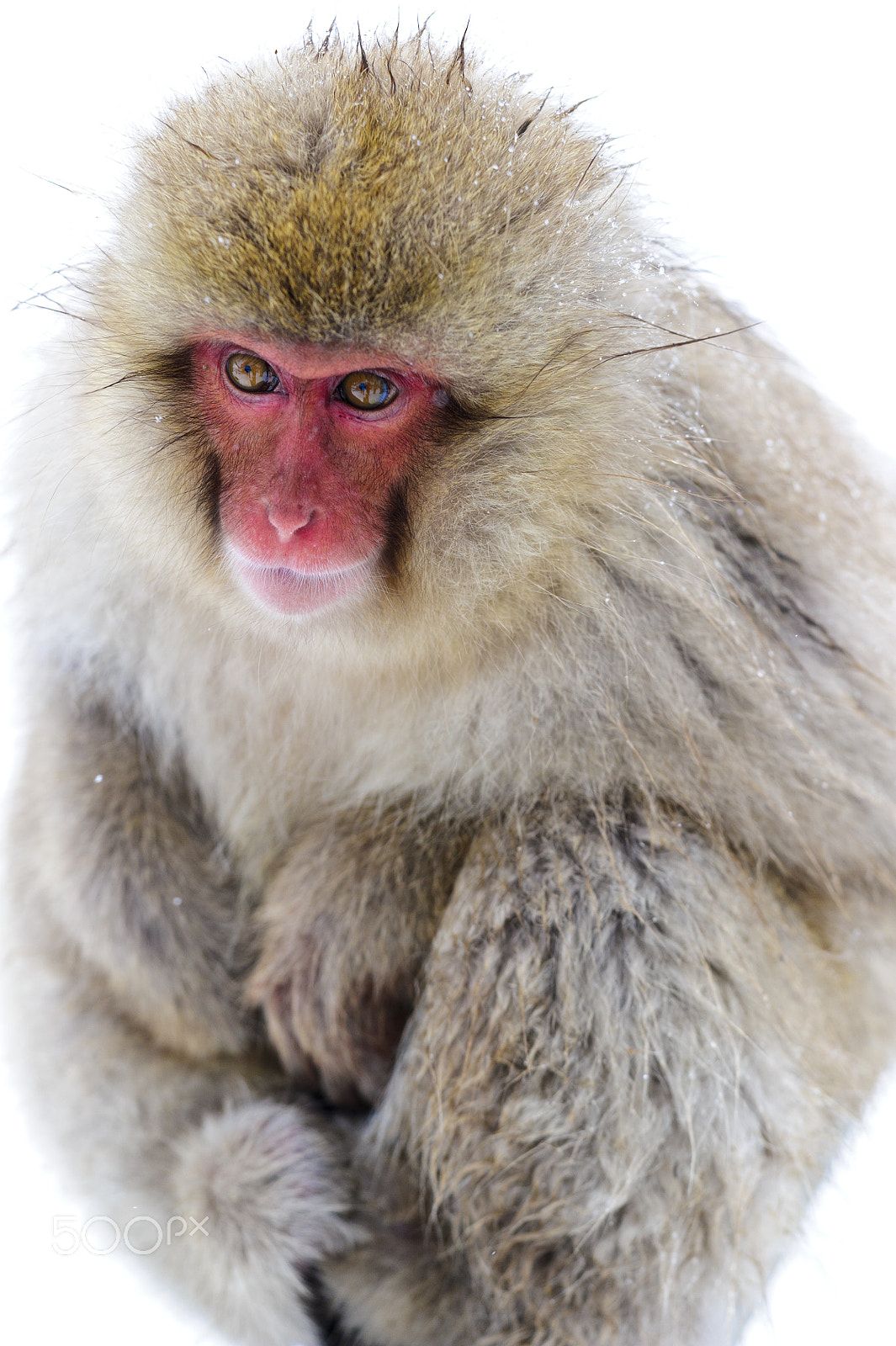 Sigma 150mm F2.8 EX DG Macro HSM sample photo. Happy year of the monkey 2016 photography