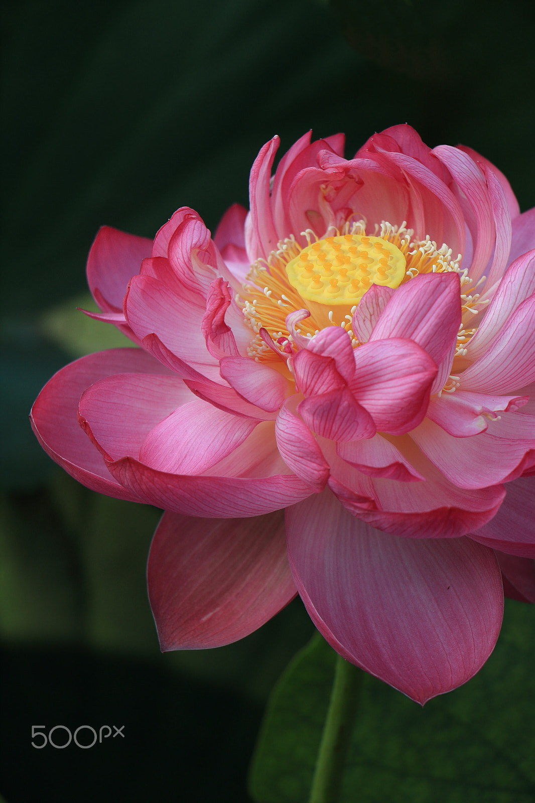 Canon EOS 700D (EOS Rebel T5i / EOS Kiss X7i) sample photo. Pink lotus photography