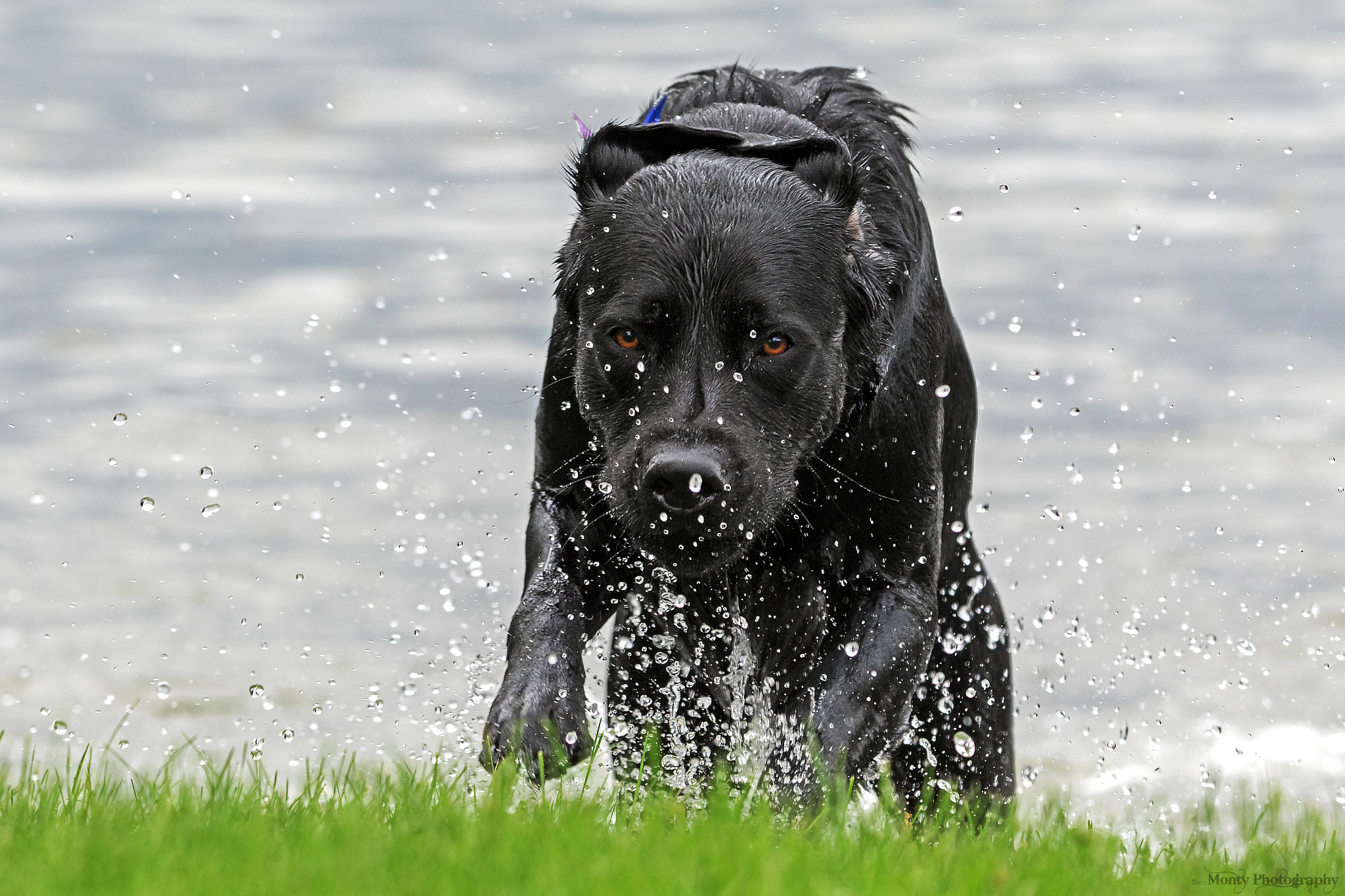 Canon EOS 7D Mark II + Tamron SP 150-600mm F5-6.3 Di VC USD sample photo. Wet dog photography