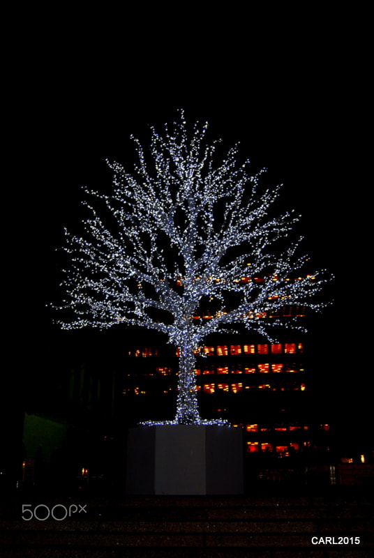 Nikon D60 sample photo. Light tree photography