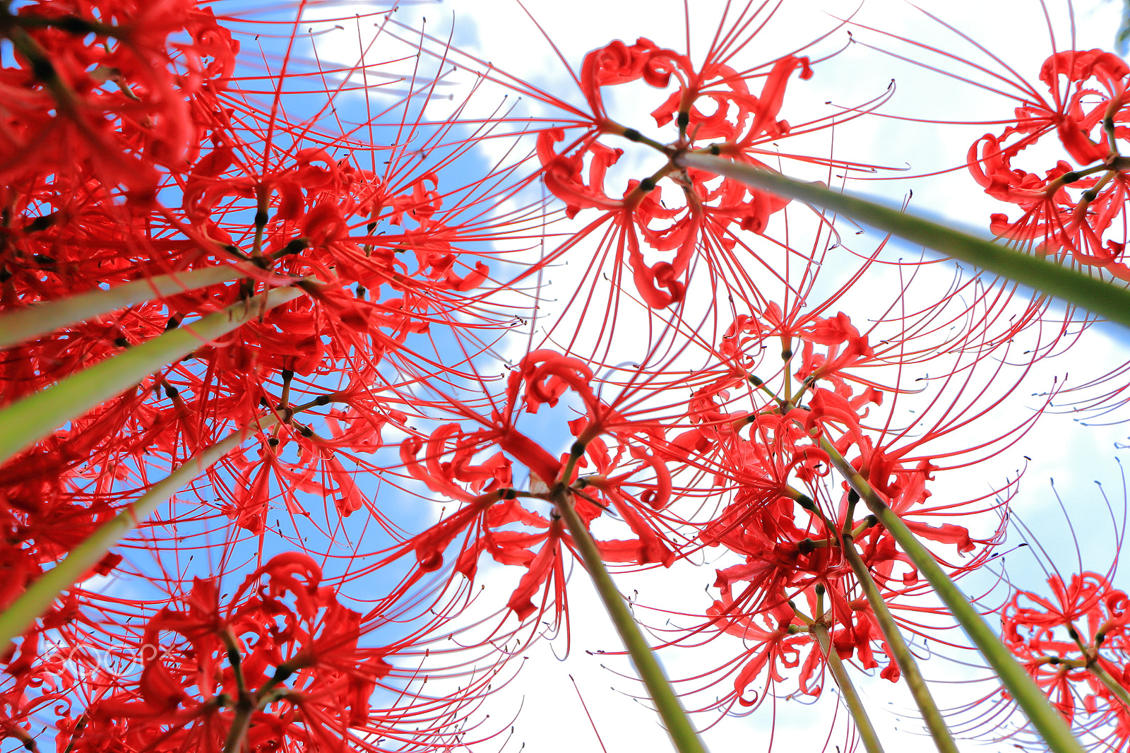 Canon EOS 700D (EOS Rebel T5i / EOS Kiss X7i) sample photo. Cluster amaryllis photography