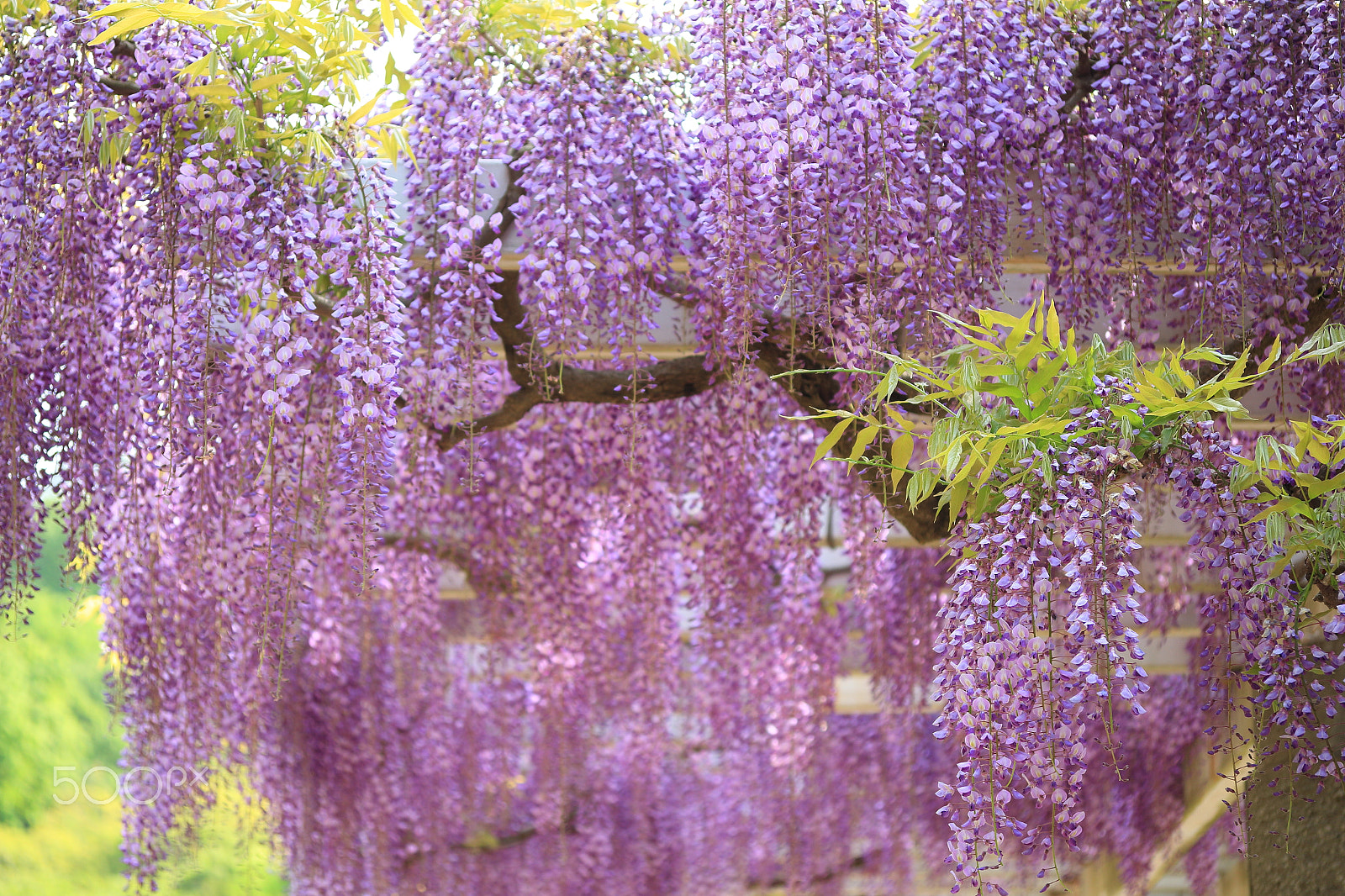 Canon EOS 700D (EOS Rebel T5i / EOS Kiss X7i) sample photo. Japanese wisteria photography