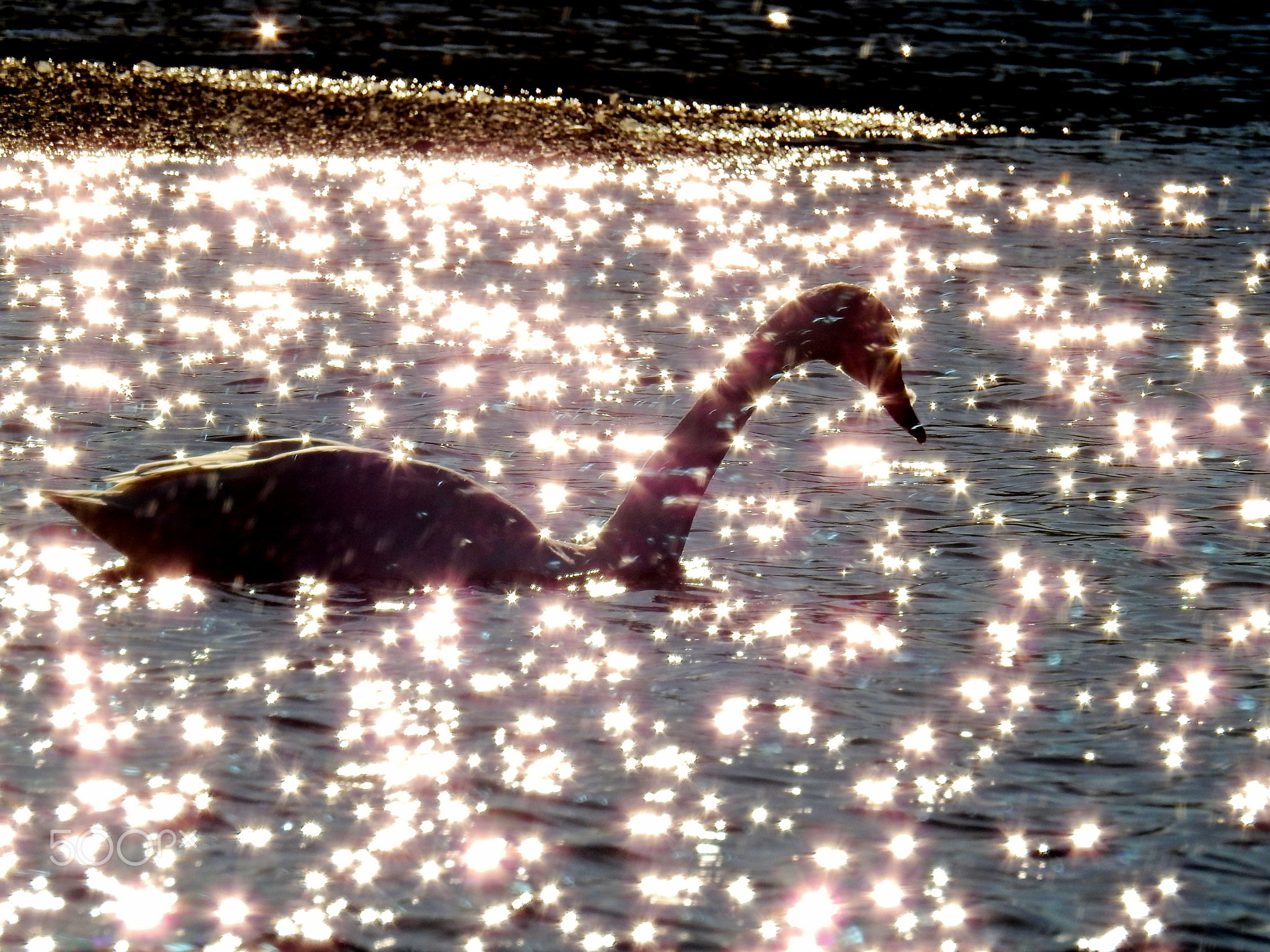 夕日のダイヤの中に・・