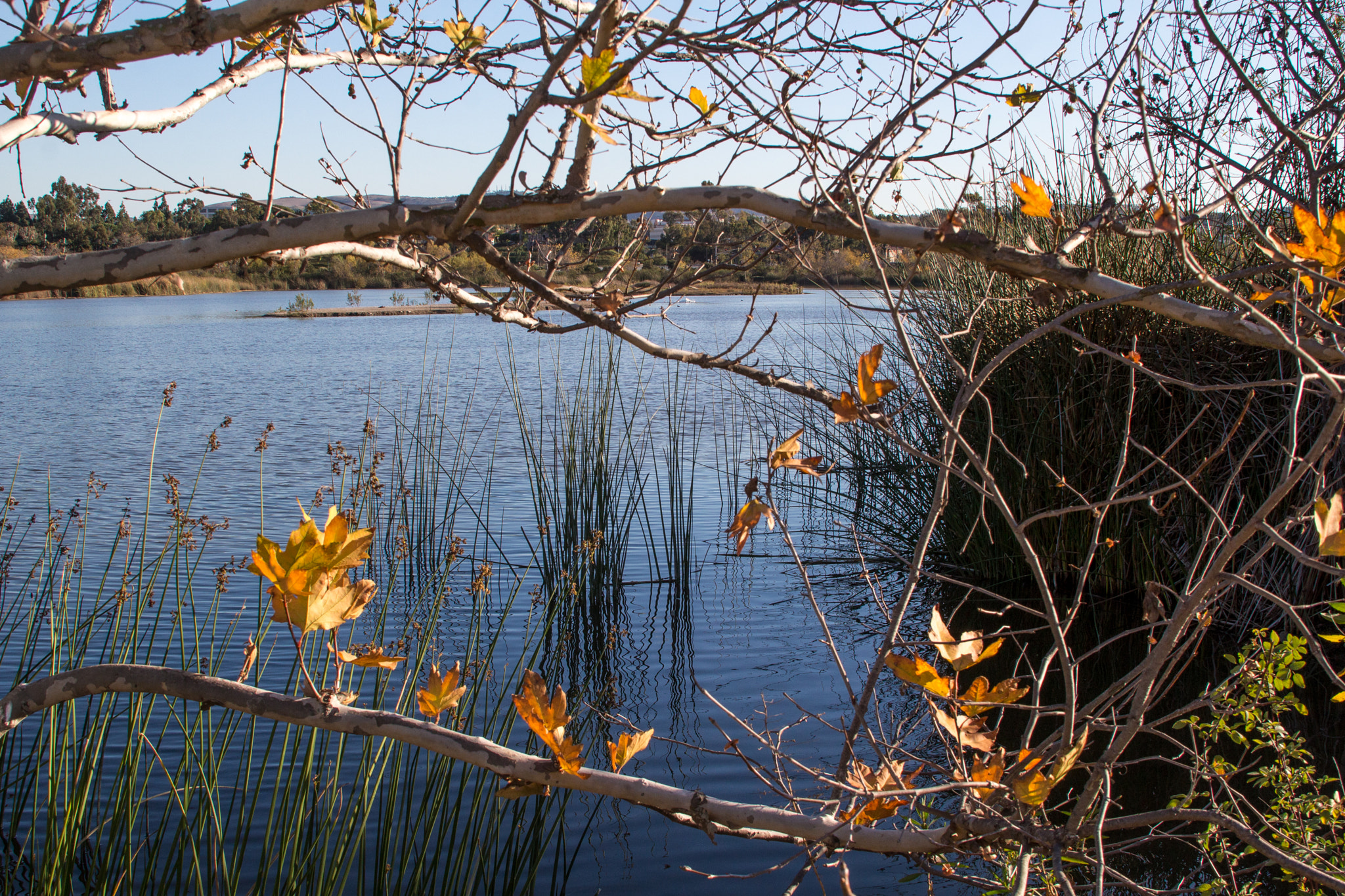 Canon EOS 100D (EOS Rebel SL1 / EOS Kiss X7) sample photo. Fall colors photography