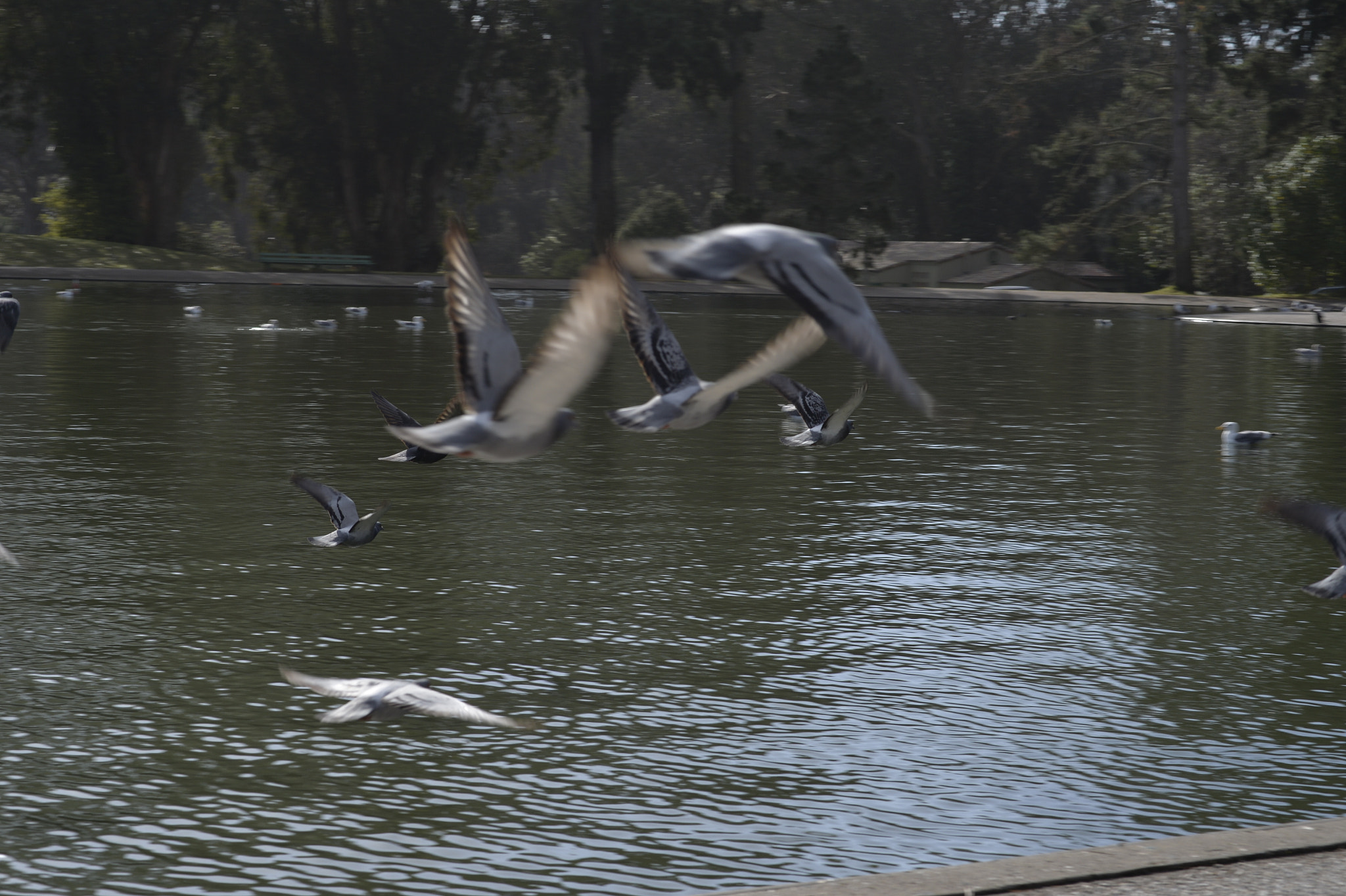 Nikon Df + Nikon AF-S Nikkor 85mm F1.8G sample photo. Birds in retreat photography