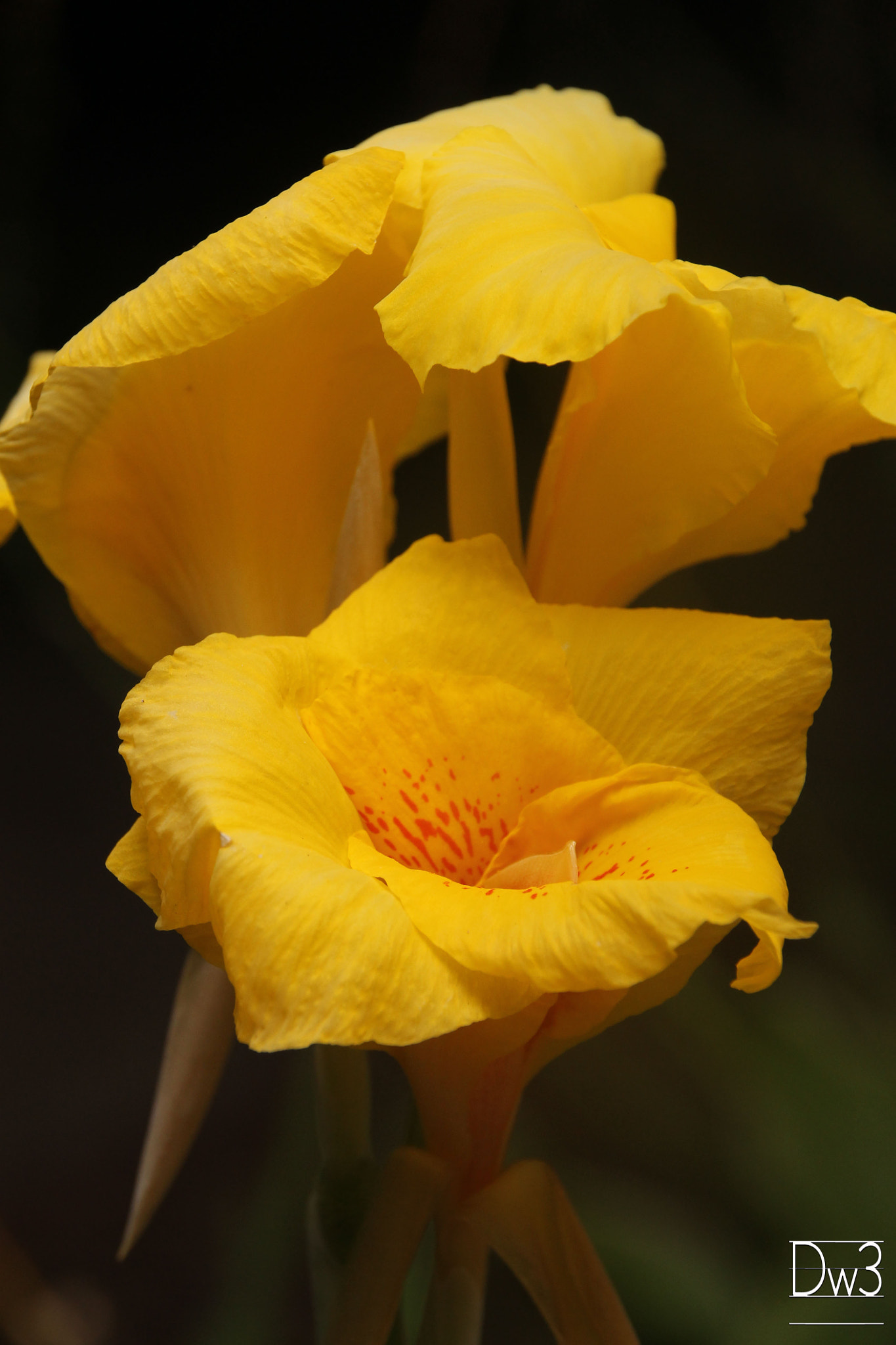 Sigma 18-250mm F3.5-6.3 DC OS HSM sample photo. __yellow flowers__ photography