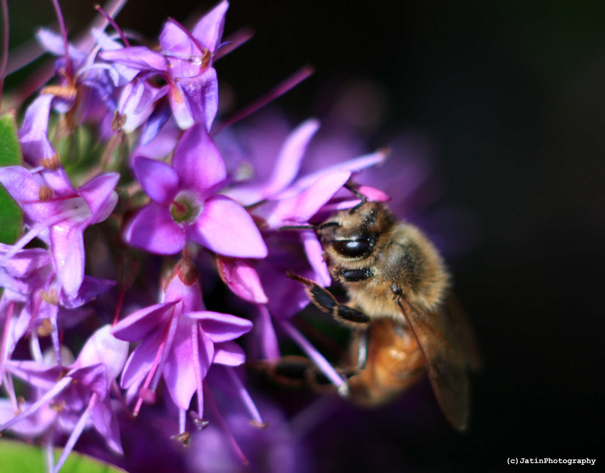 Canon EOS 500D (EOS Rebel T1i / EOS Kiss X3) + Canon EF 135mm F2.8 SF sample photo. Bee & violets photography