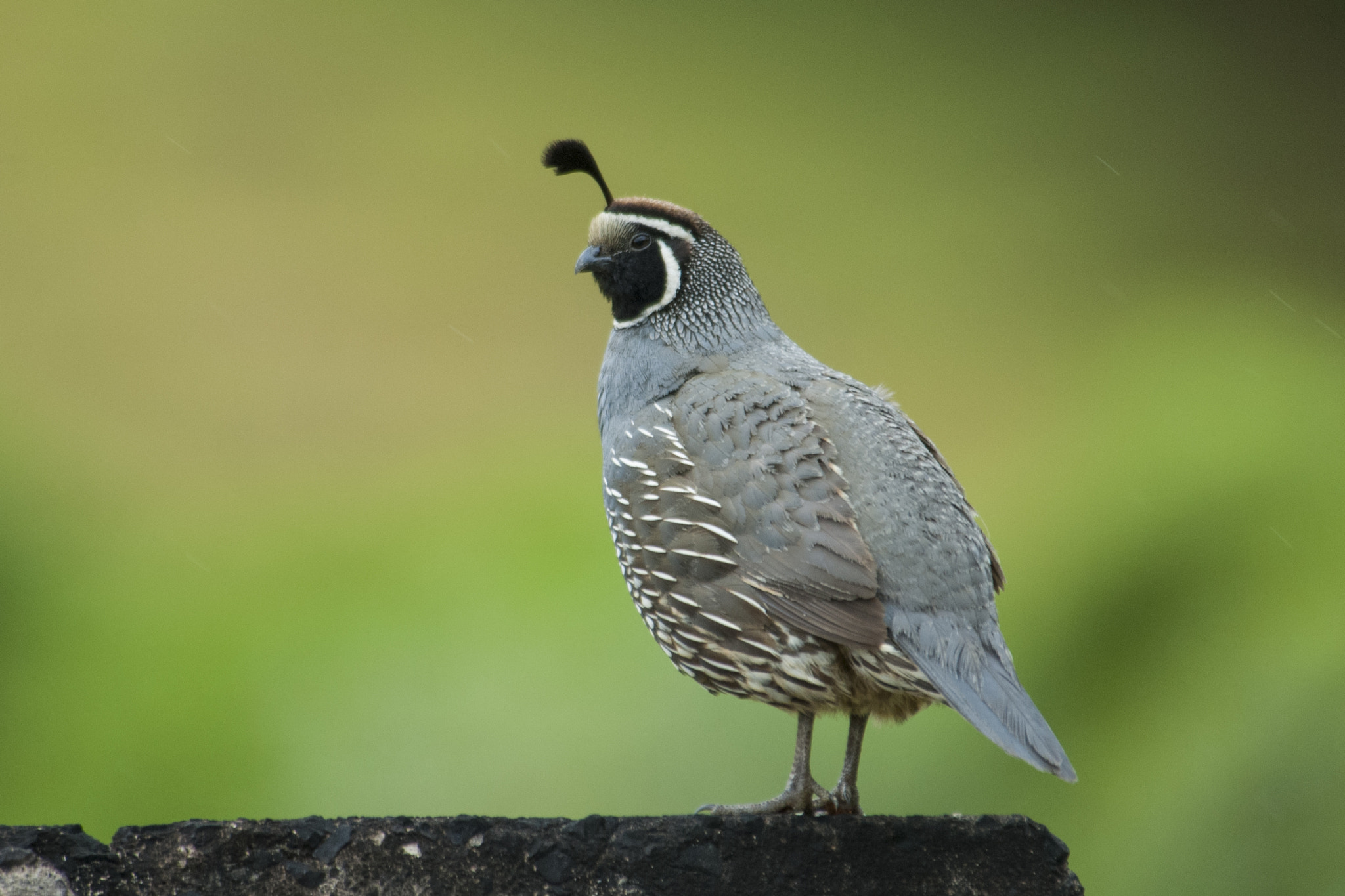 Nikon D200 sample photo. Callipepla californica photography