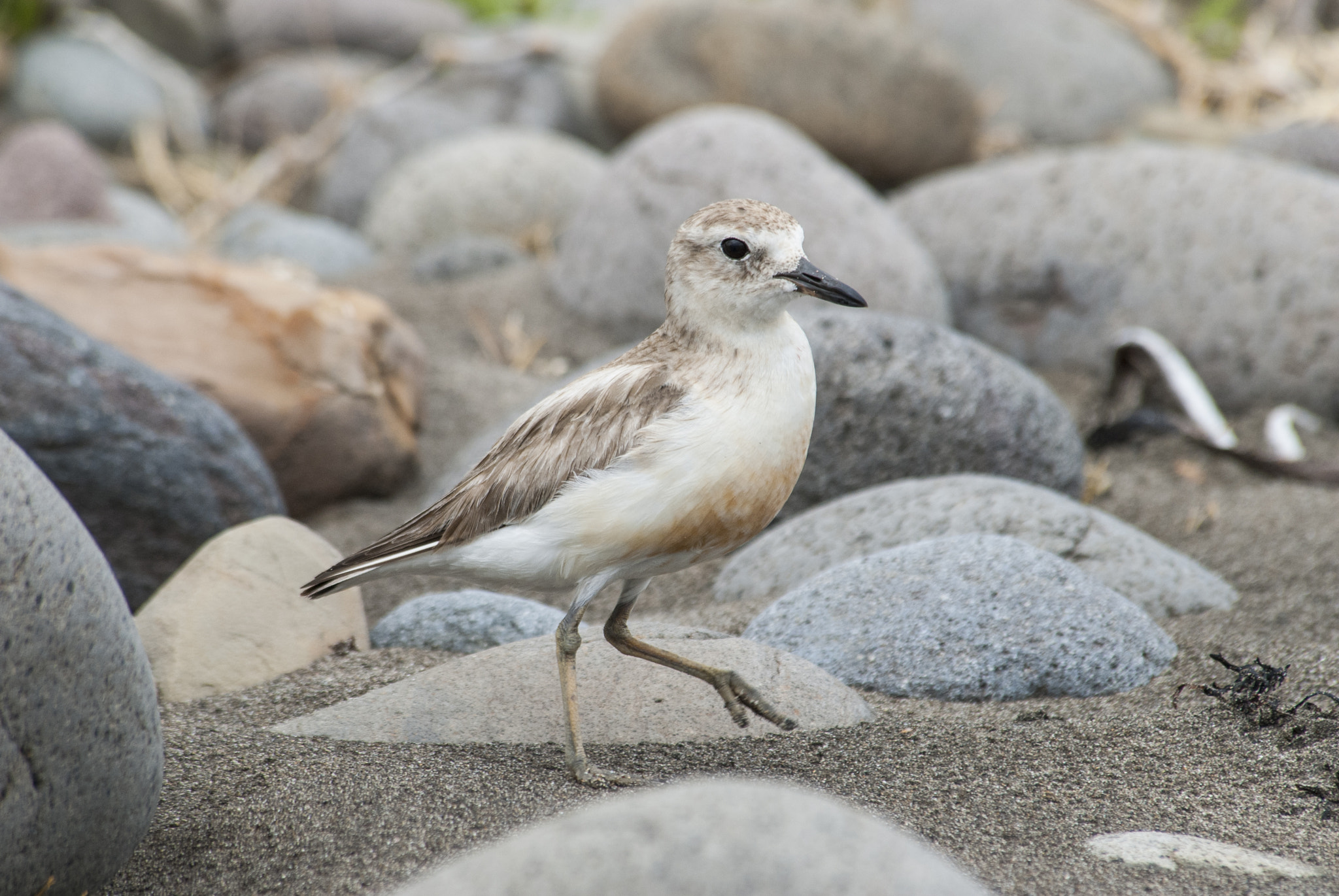 Nikon D200 sample photo. New zealand dotterel photography