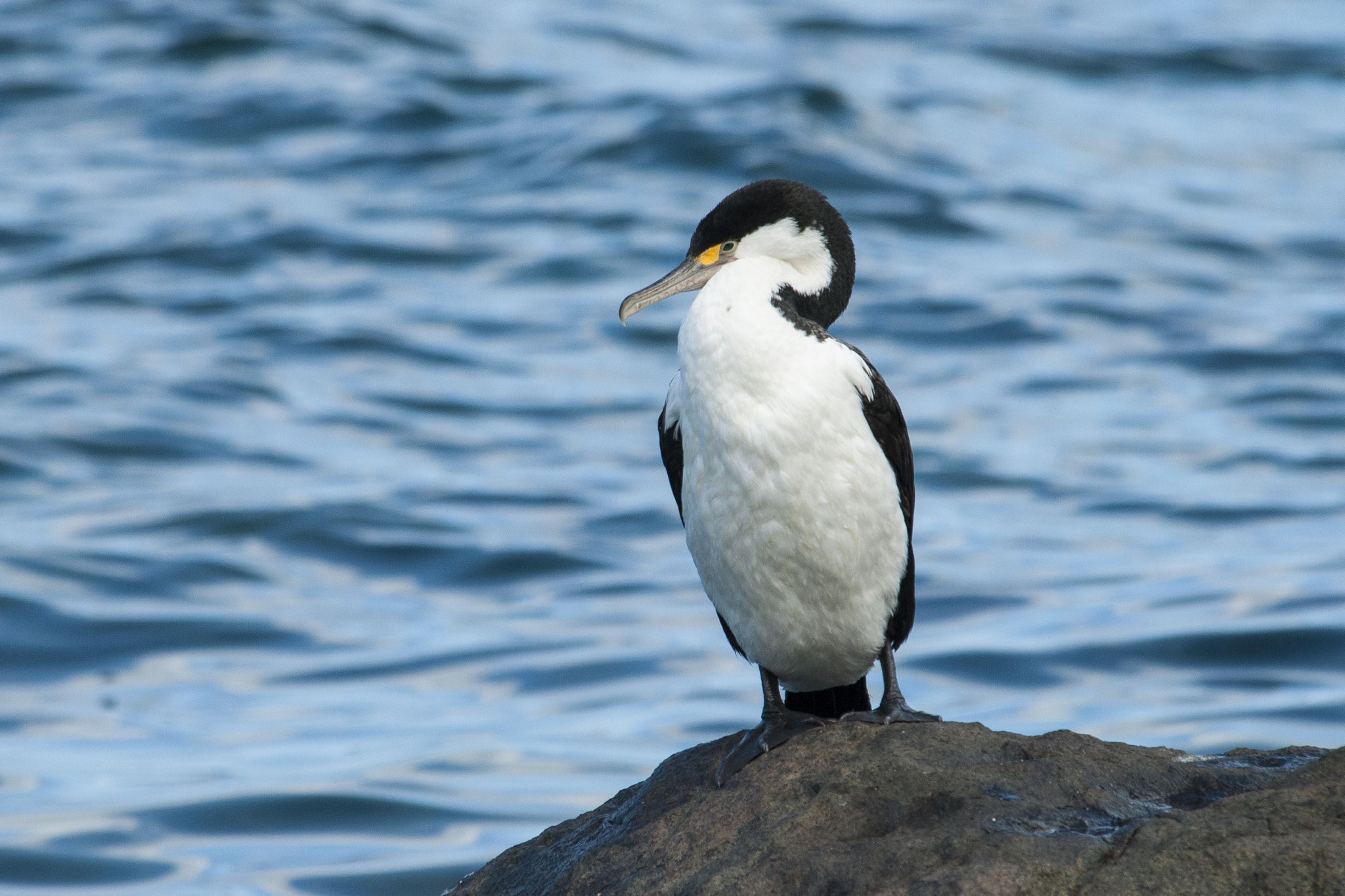 Nikon D200 sample photo. Phalacrocorax varius photography