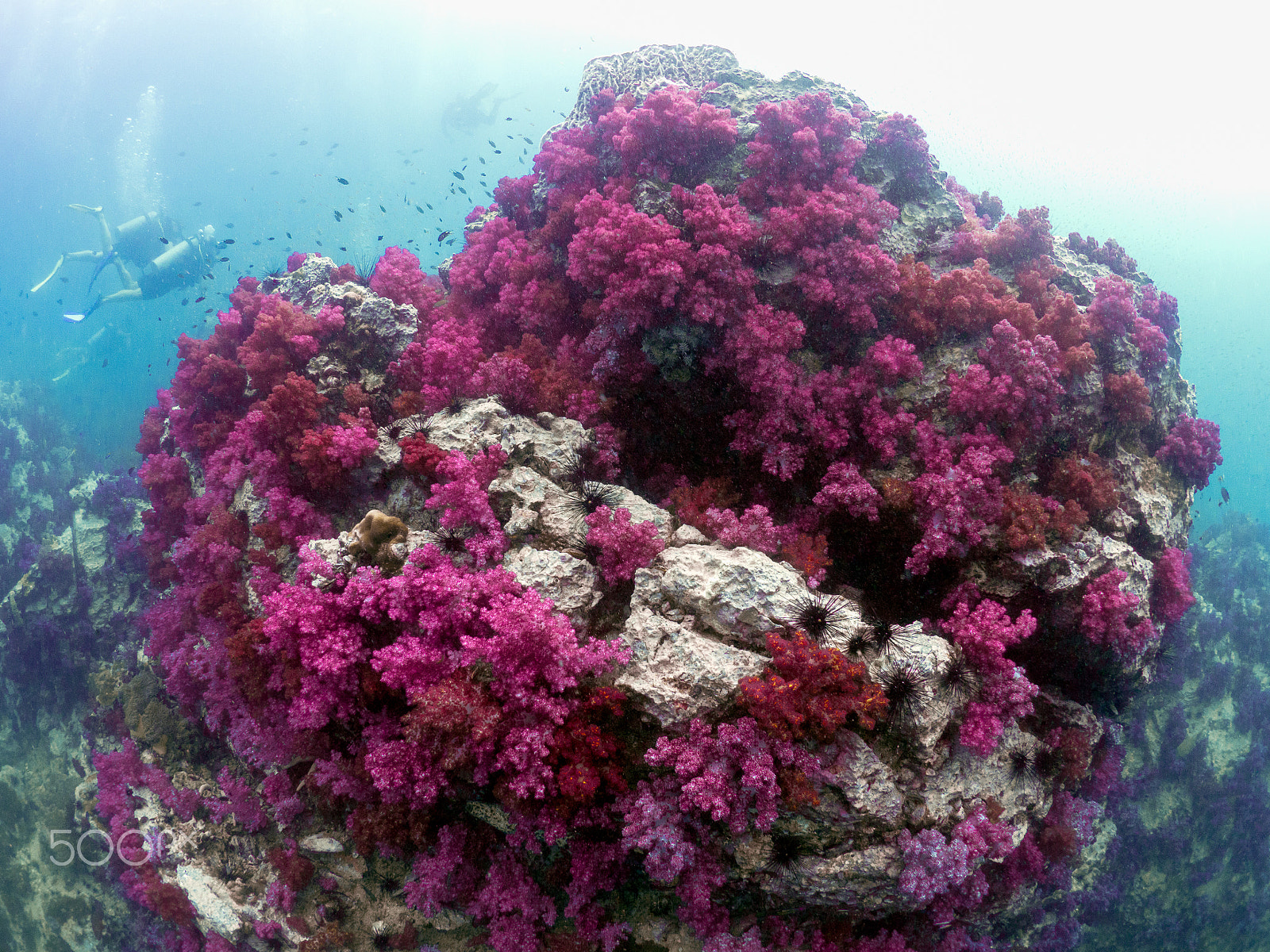 Olympus OM-D E-M1 + LUMIX G FISHEYE 8/F3.5 sample photo. Soft corals in their blossoms photography