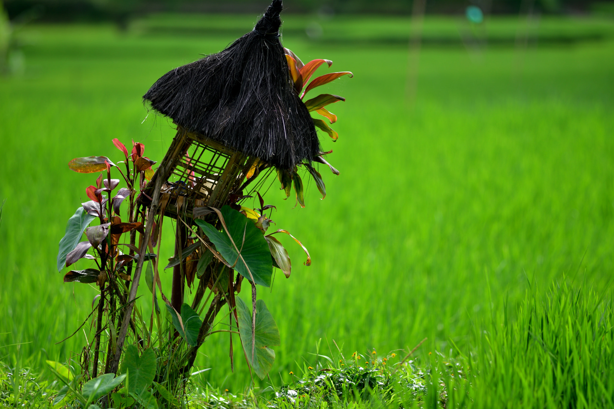 Nikon D750 + Nikon AF Nikkor 180mm F2.8D ED-IF sample photo. Rice paddy field along jalan tirta tawar in bali.more info: this rice paddy is midway between ubud a photography