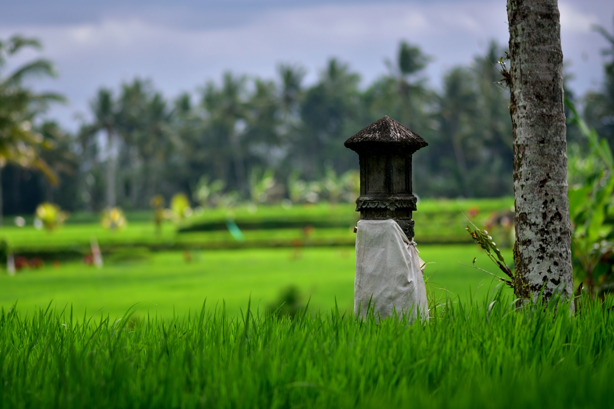 Nikon D750 + Nikon AF Nikkor 180mm F2.8D ED-IF sample photo. Alter for family own rice paddy field photography