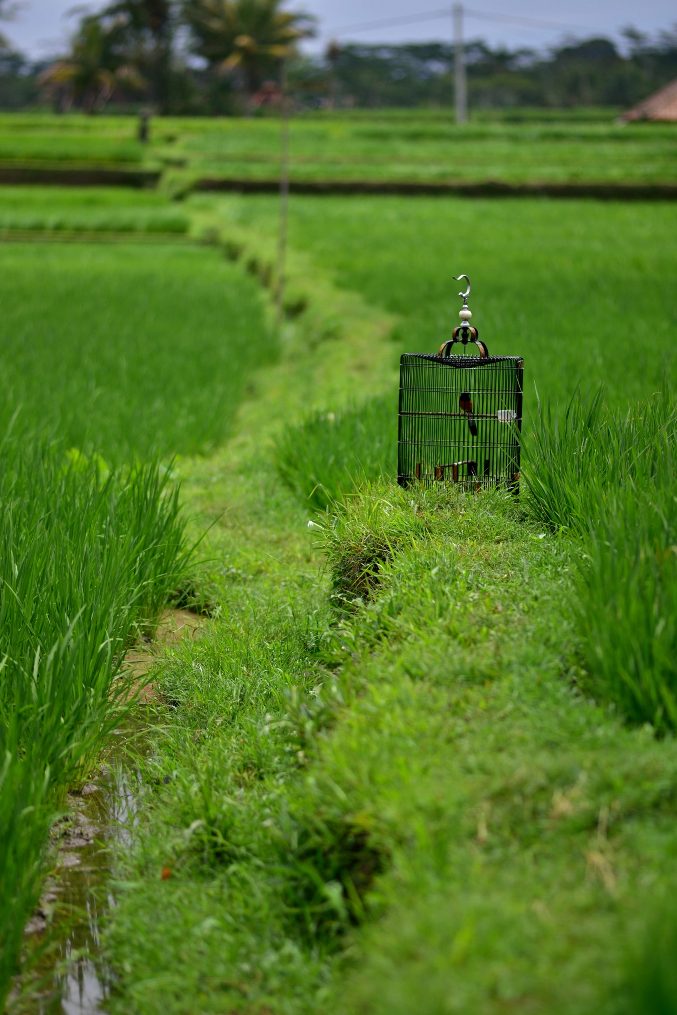 Nikon D750 + Nikon AF Nikkor 180mm F2.8D ED-IF sample photo. Training for the song bird photography