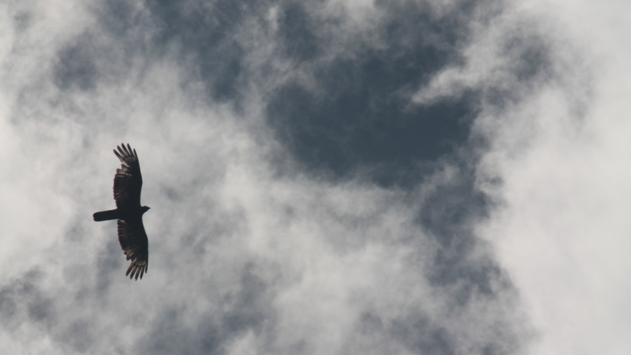 Canon EF 80-200mm F4.5-5.6 II sample photo. Soaring high. photography