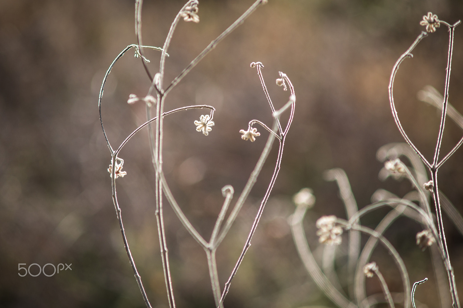 Sony Alpha DSLR-A850 sample photo. Tiny flowers photography