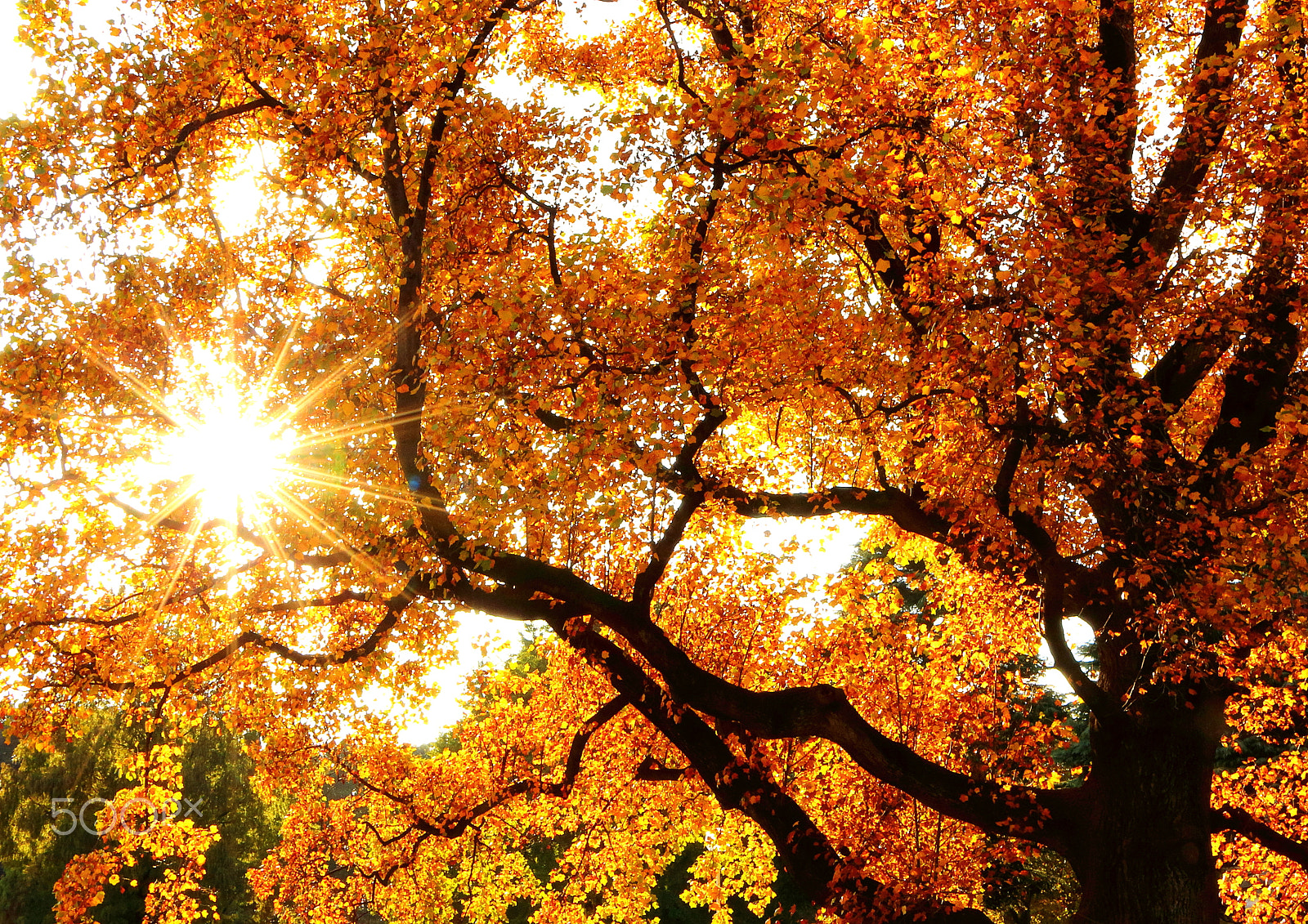 Canon EOS 700D (EOS Rebel T5i / EOS Kiss X7i) sample photo. Sunshine from behind yellow leaves photography