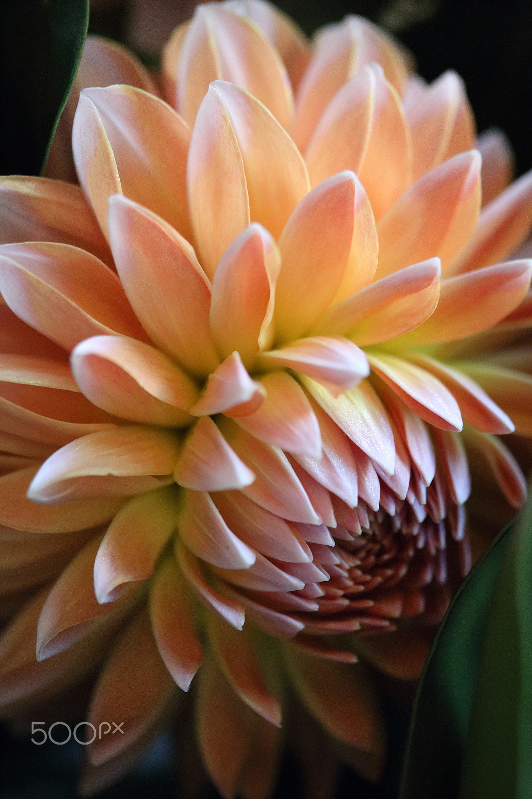 Canon EOS 700D (EOS Rebel T5i / EOS Kiss X7i) sample photo. Dahlia photography