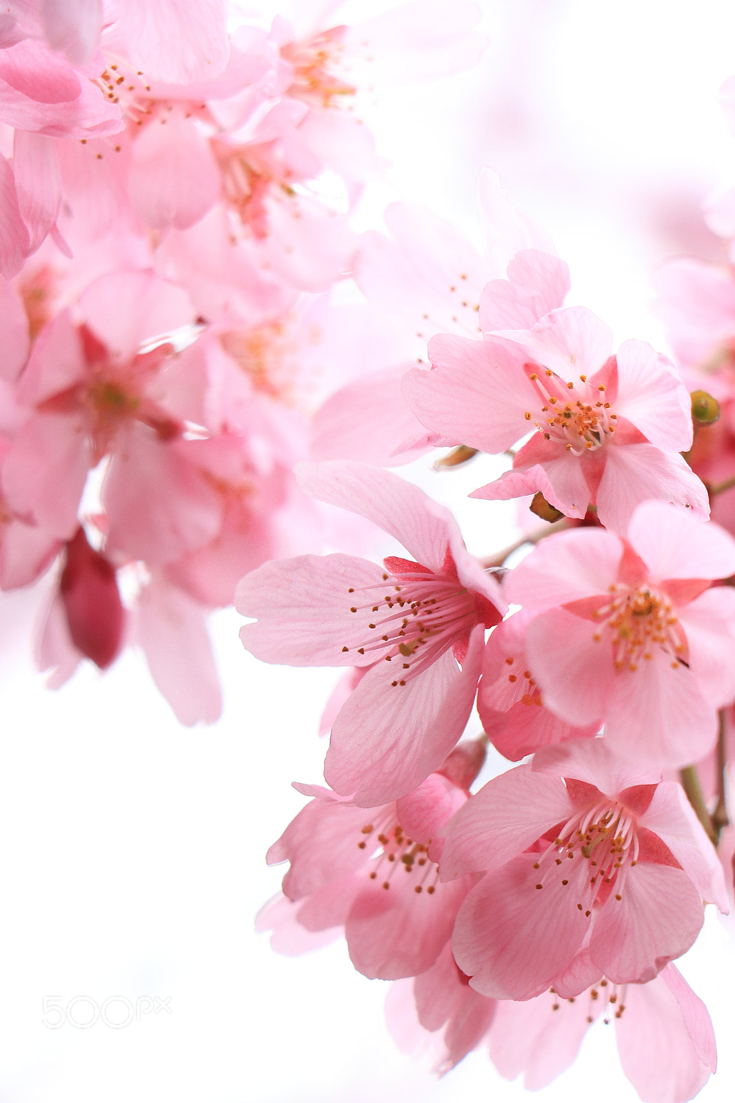 Canon EOS 700D (EOS Rebel T5i / EOS Kiss X7i) sample photo. Cherry blossom photography