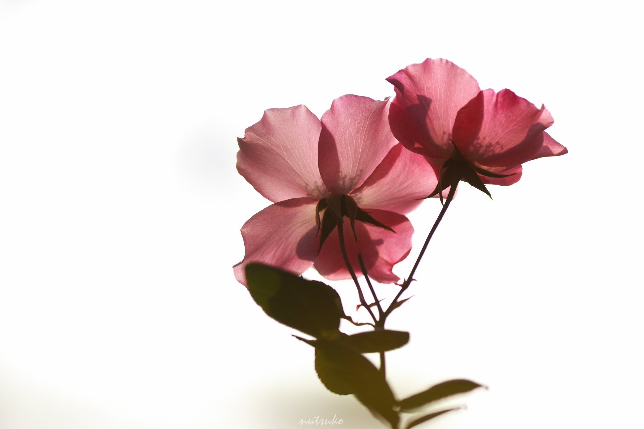 Sigma APO Macro 150mm f/2.8 EX DG HSM sample photo. Rose rose photography