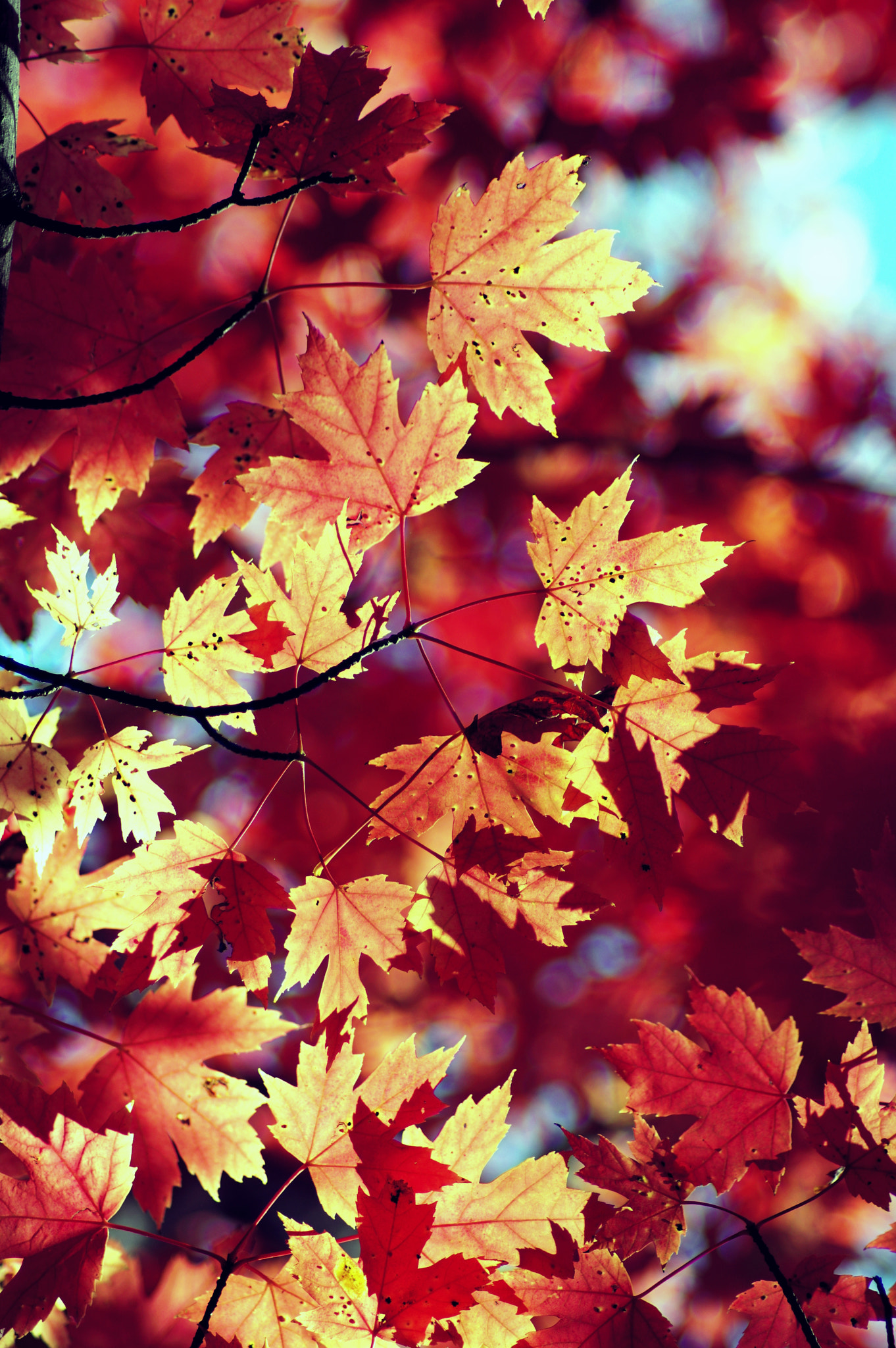 Pentax K-3 II sample photo. Lights and shadows of fall photography
