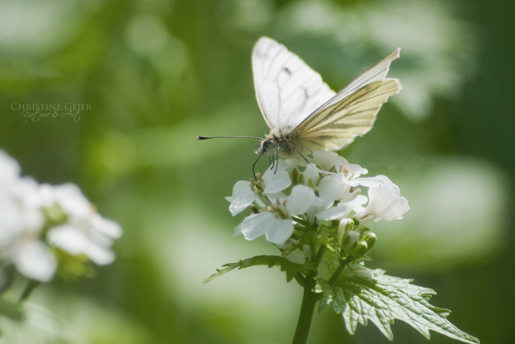 Sigma 70-300mm F4-5.6 APO DG Macro sample photo. Happy new year photography
