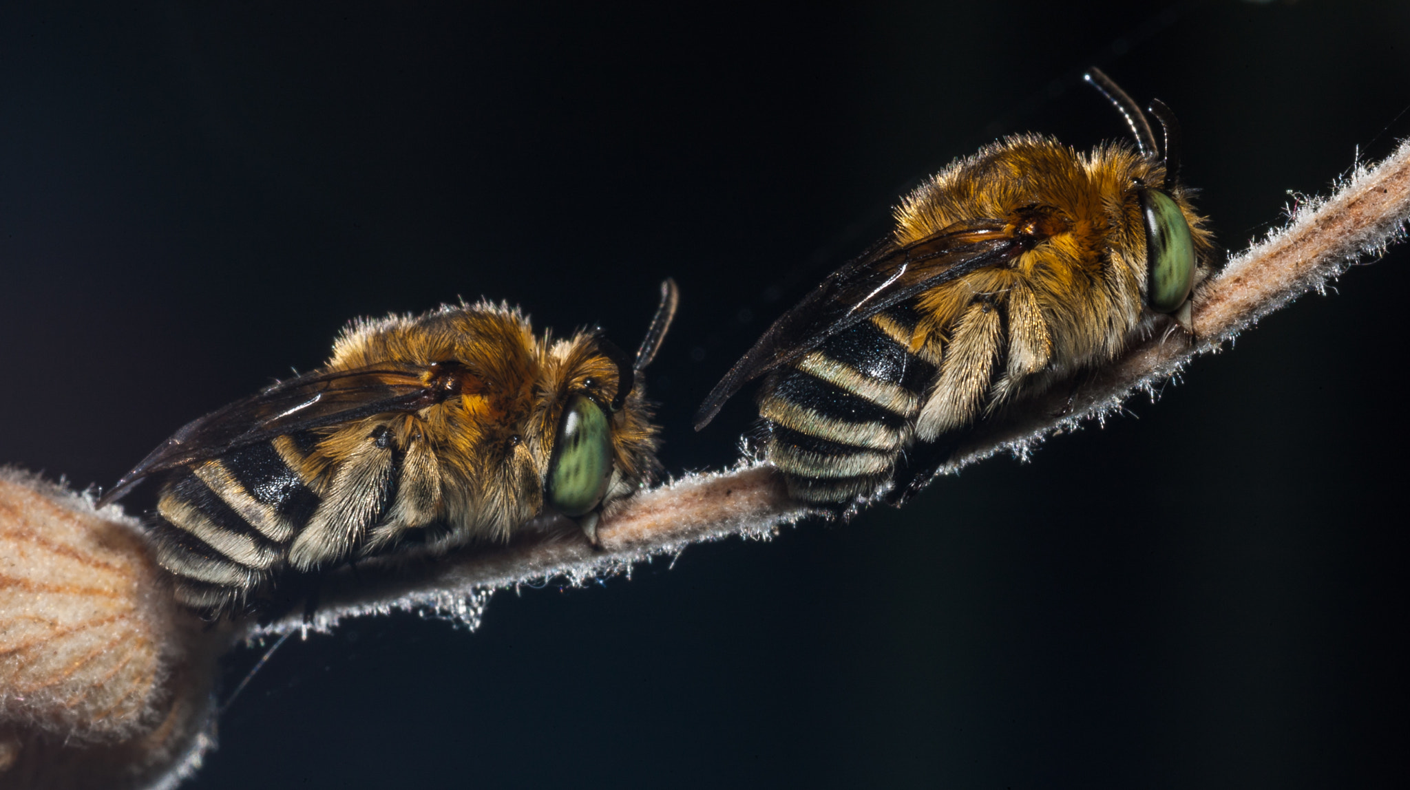 Canon EOS-1D Mark III + Tamron SP AF 90mm F2.8 Di Macro sample photo. Blue-banded bees photography