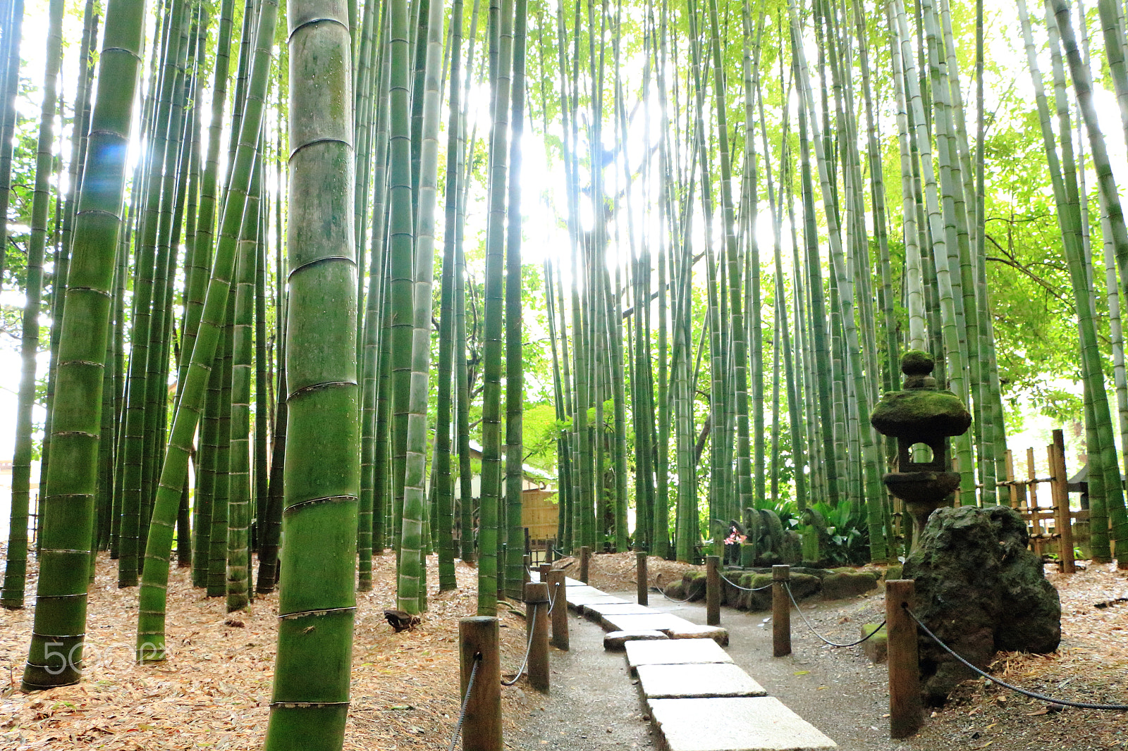 Canon EOS 700D (EOS Rebel T5i / EOS Kiss X7i) sample photo. Bamboo forest photography