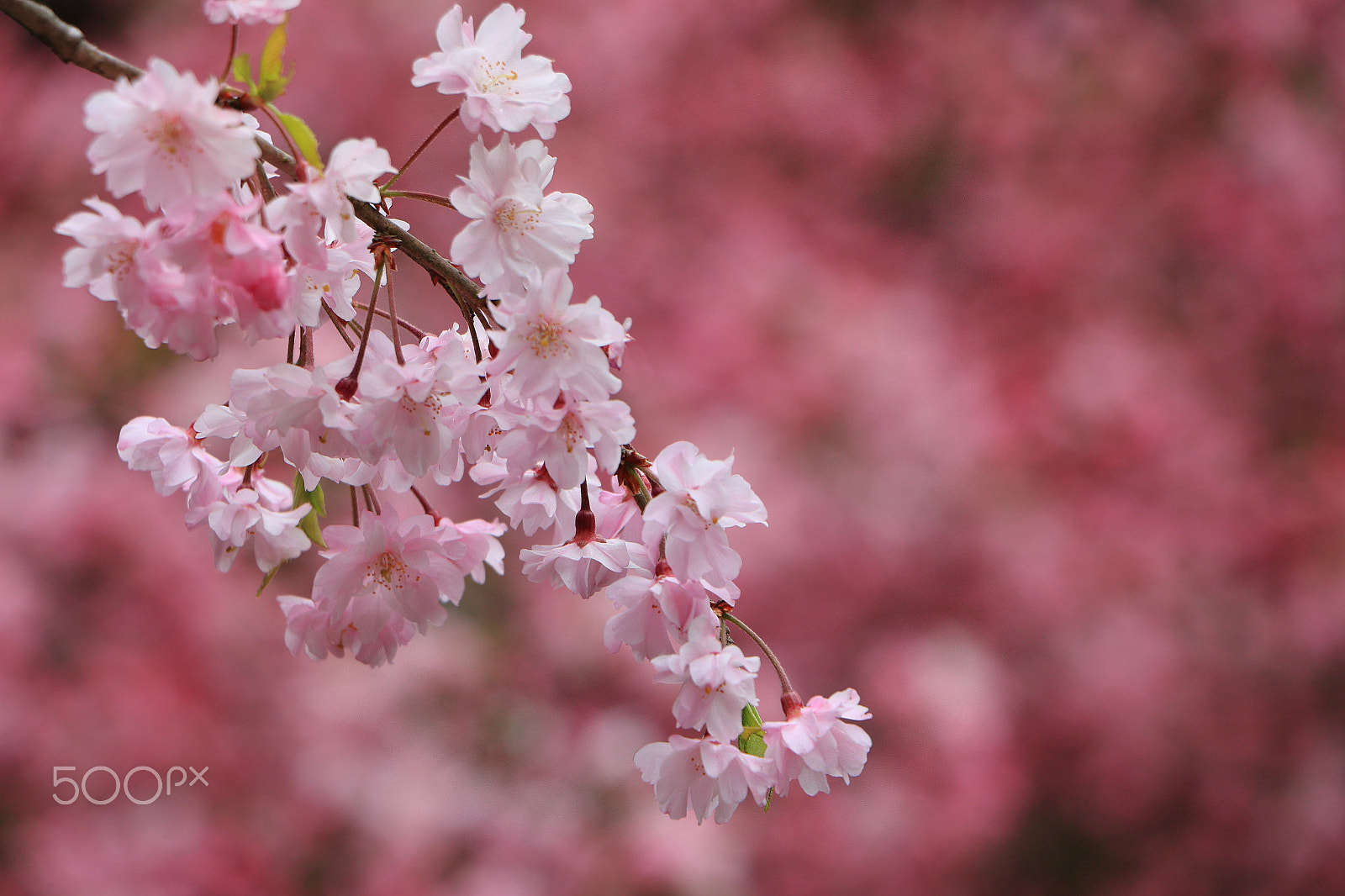 Canon EOS 700D (EOS Rebel T5i / EOS Kiss X7i) sample photo. Aronia photography