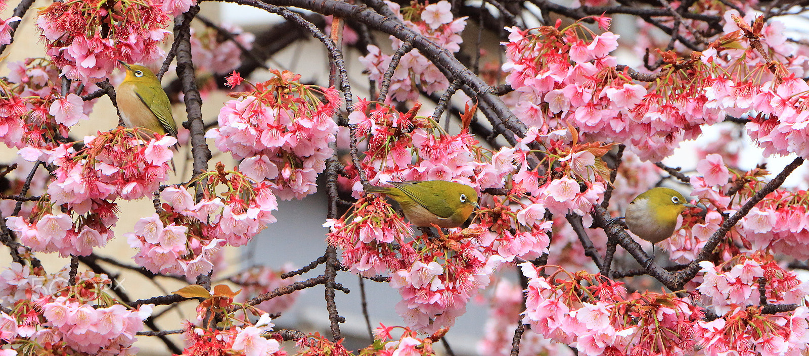 Canon EOS 700D (EOS Rebel T5i / EOS Kiss X7i) + Canon EF-S 18-135mm F3.5-5.6 IS STM sample photo. Japanese white-eye photography