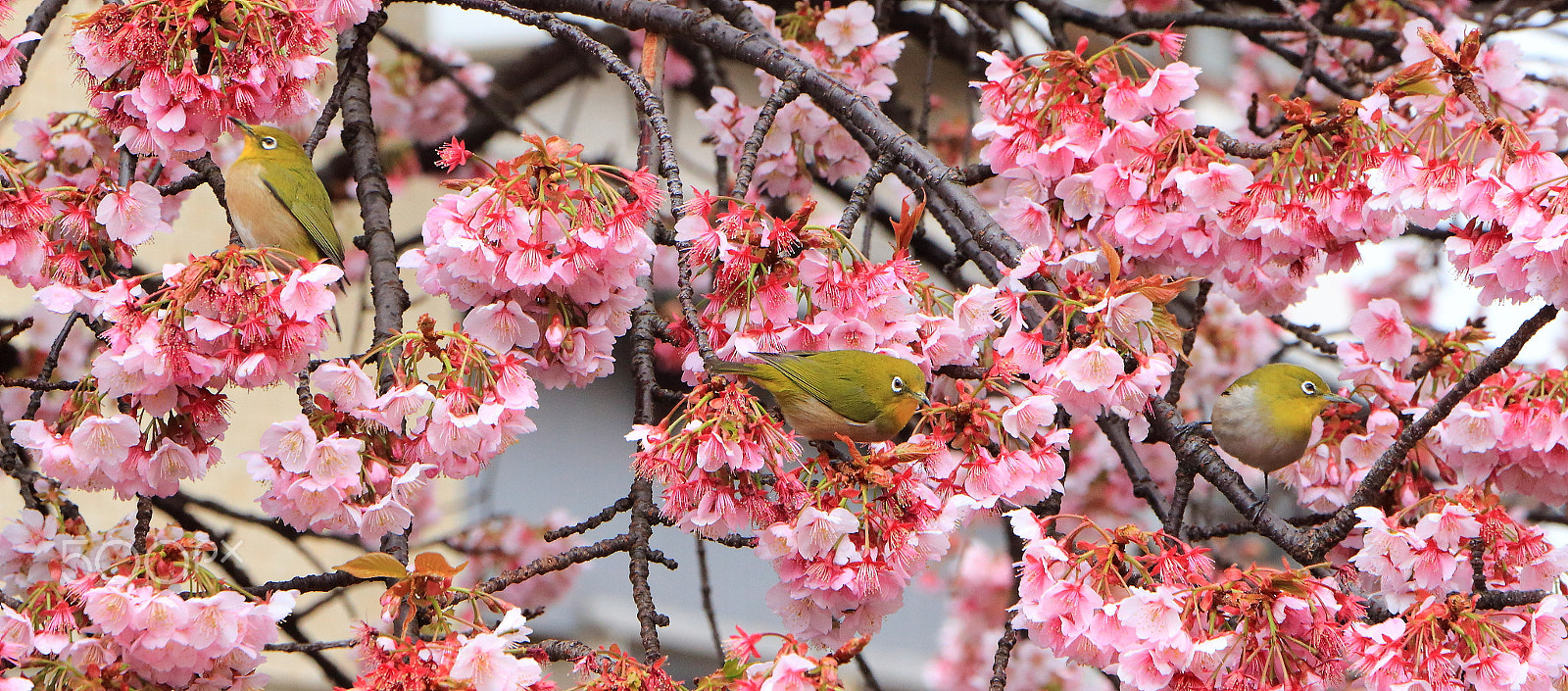 Canon EOS 700D (EOS Rebel T5i / EOS Kiss X7i) sample photo. Japanese white-eye photography