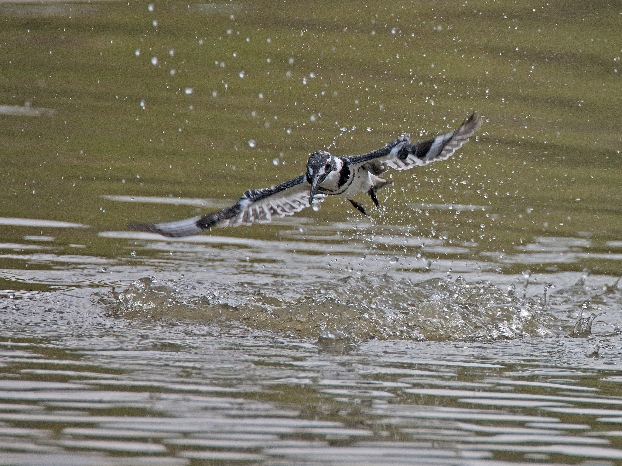 Canon EOS-1Ds Mark III sample photo. Pied kingfisher jumping out of water photography
