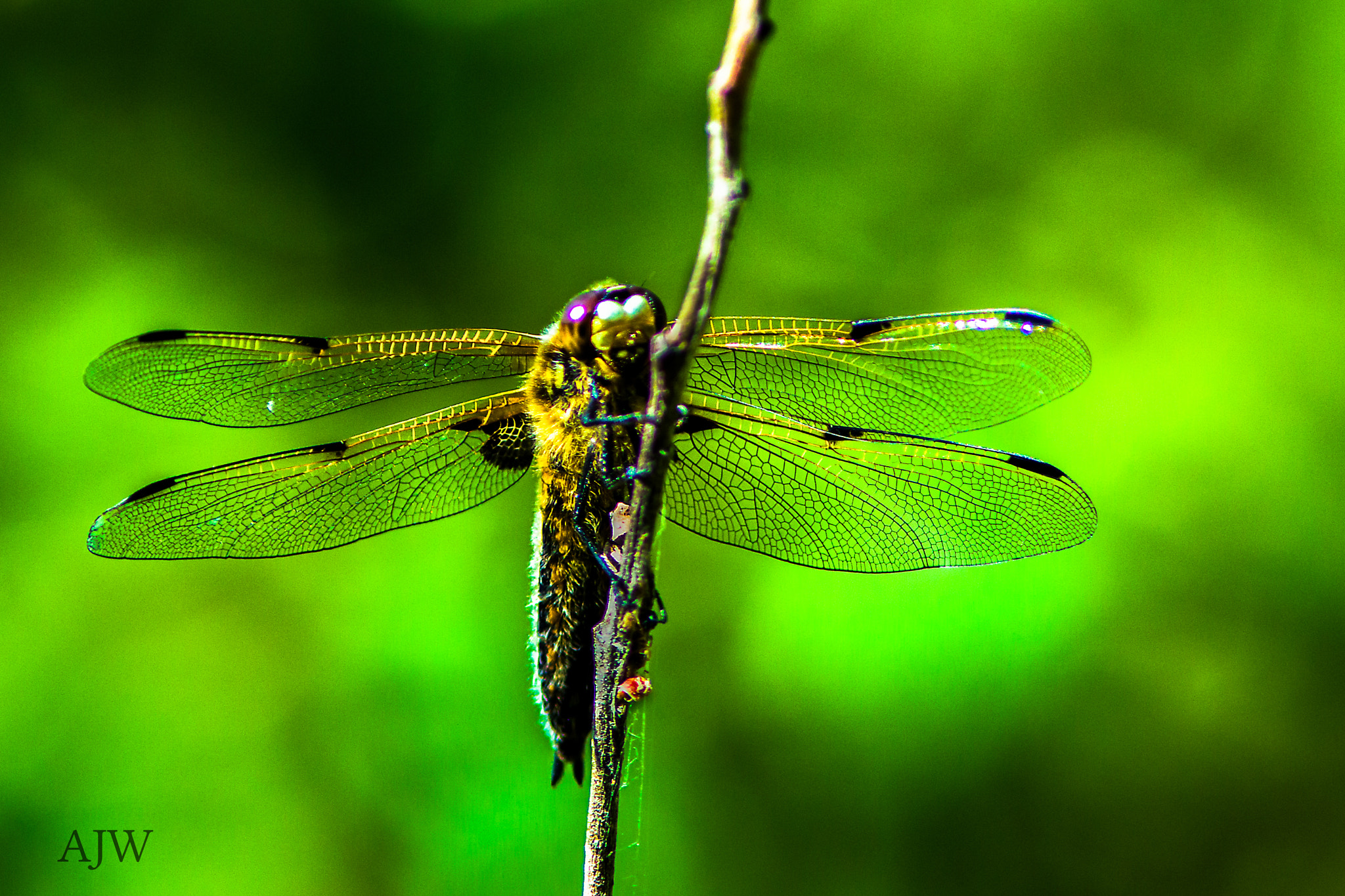 Canon EF 200mm f/2.8L II + 2x sample photo. Dragonfly photography