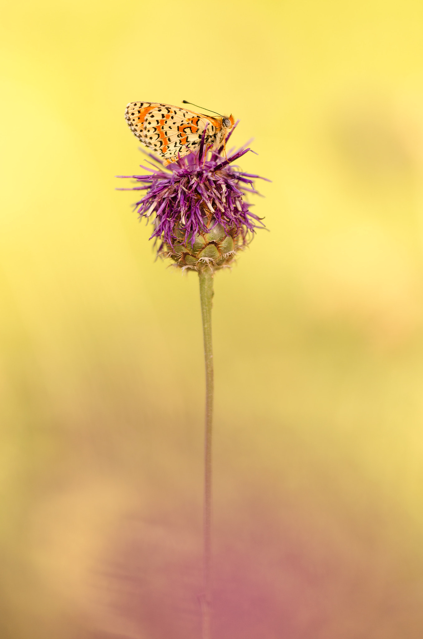 Sigma 150mm F2.8 EX DG Macro HSM sample photo. Melitaea didyma photography