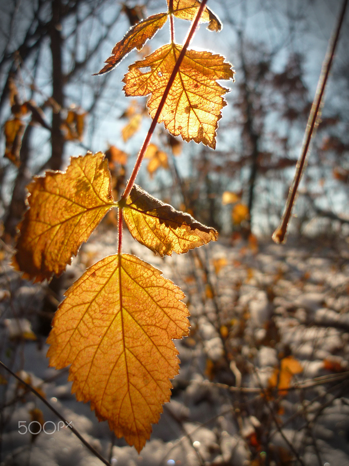 Panasonic DMC-FS42 sample photo. Happy new year photography