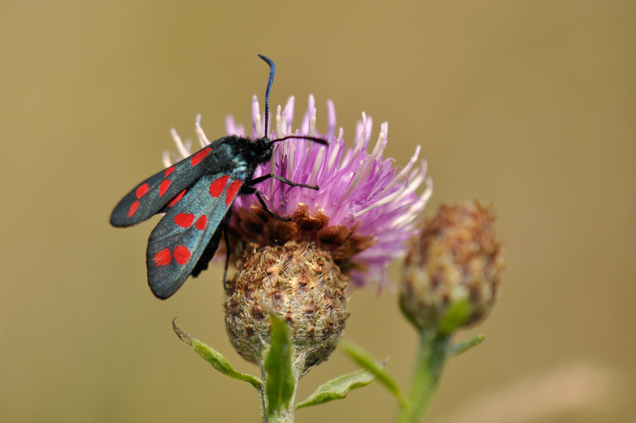 Nikon AF-S DX Micro-Nikkor 85mm F3.5G ED VR sample photo. Sint jansvlinder photography