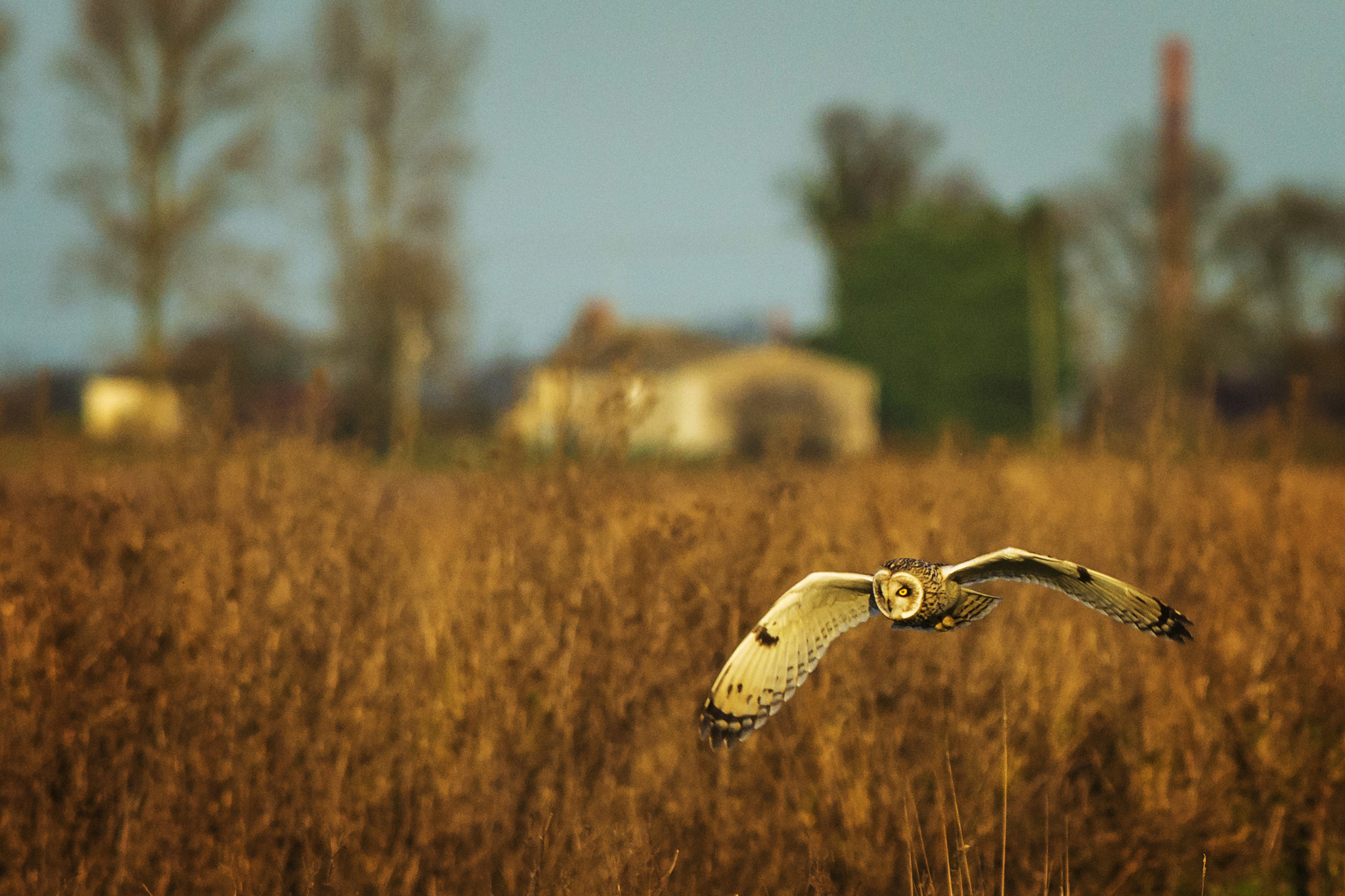 Nikon AF-S Nikkor 300mm F2.8G ED VR II sample photo. Short-eared owl iii photography