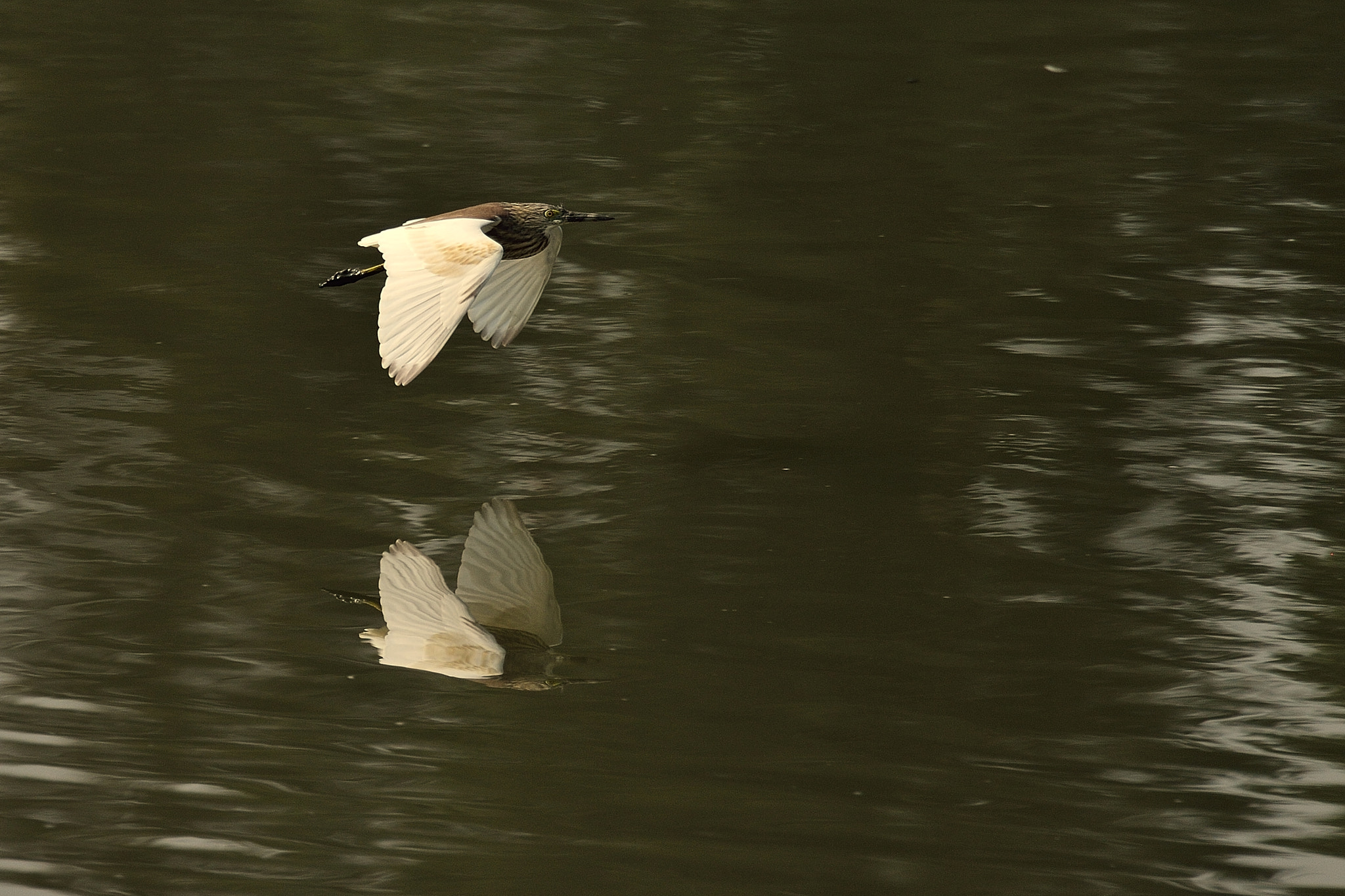 Nikon Df sample photo. Coming through photography