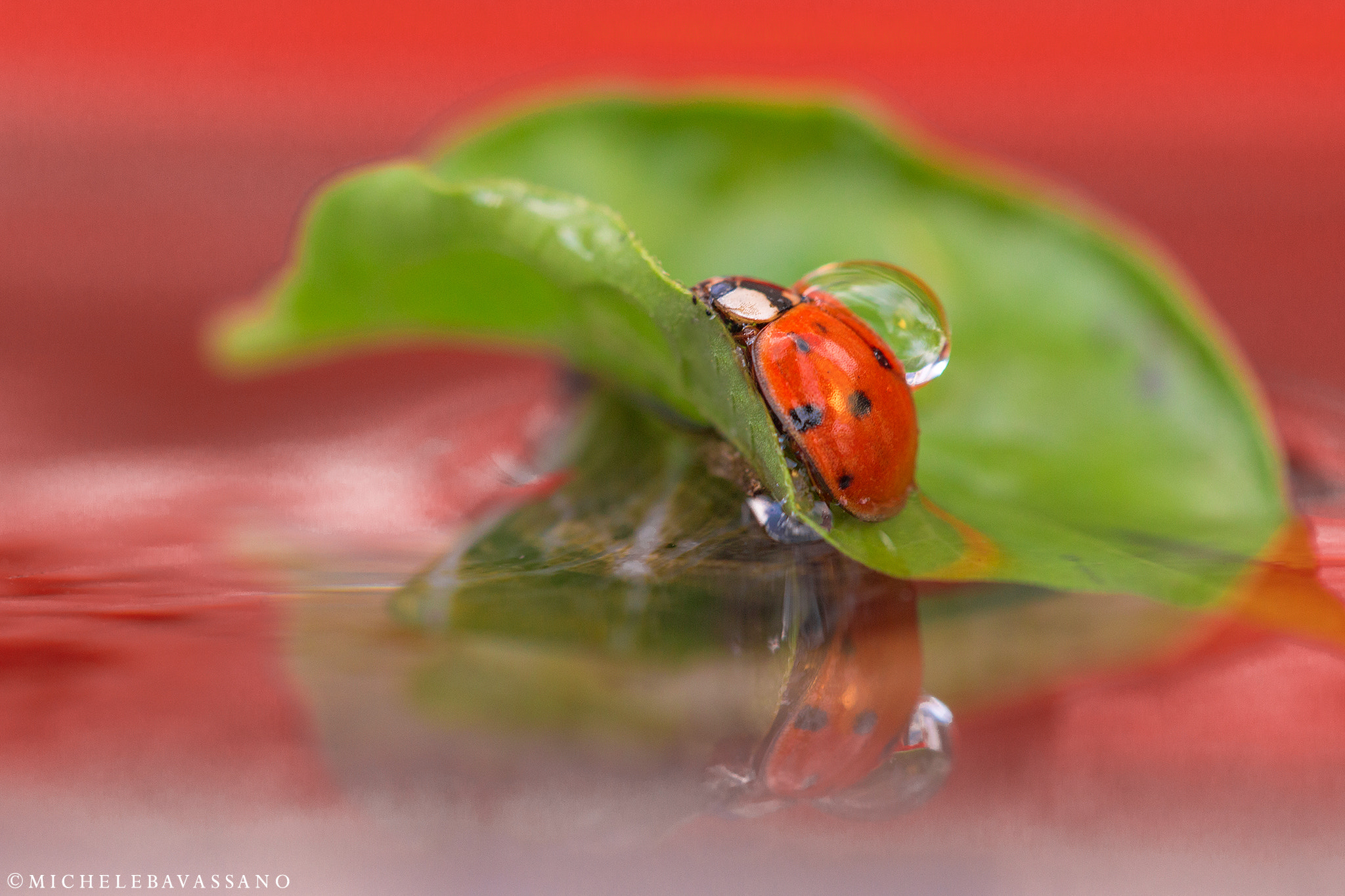 Sigma APO Macro 150mm f/2.8 EX DG HSM sample photo. Good luck photography