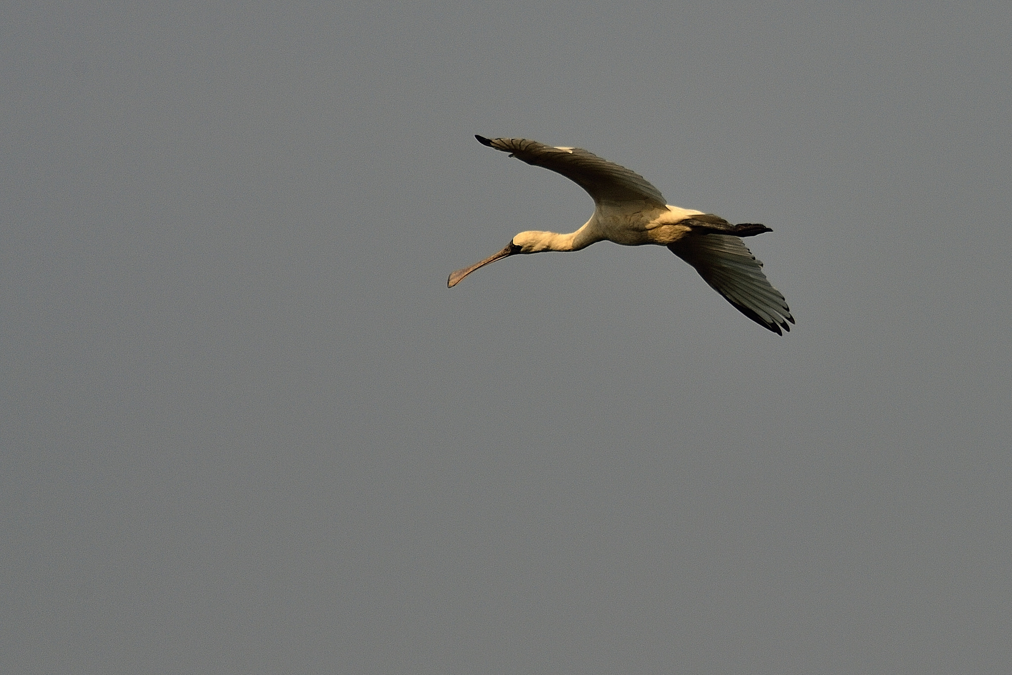 Nikon Df sample photo. Looking photography