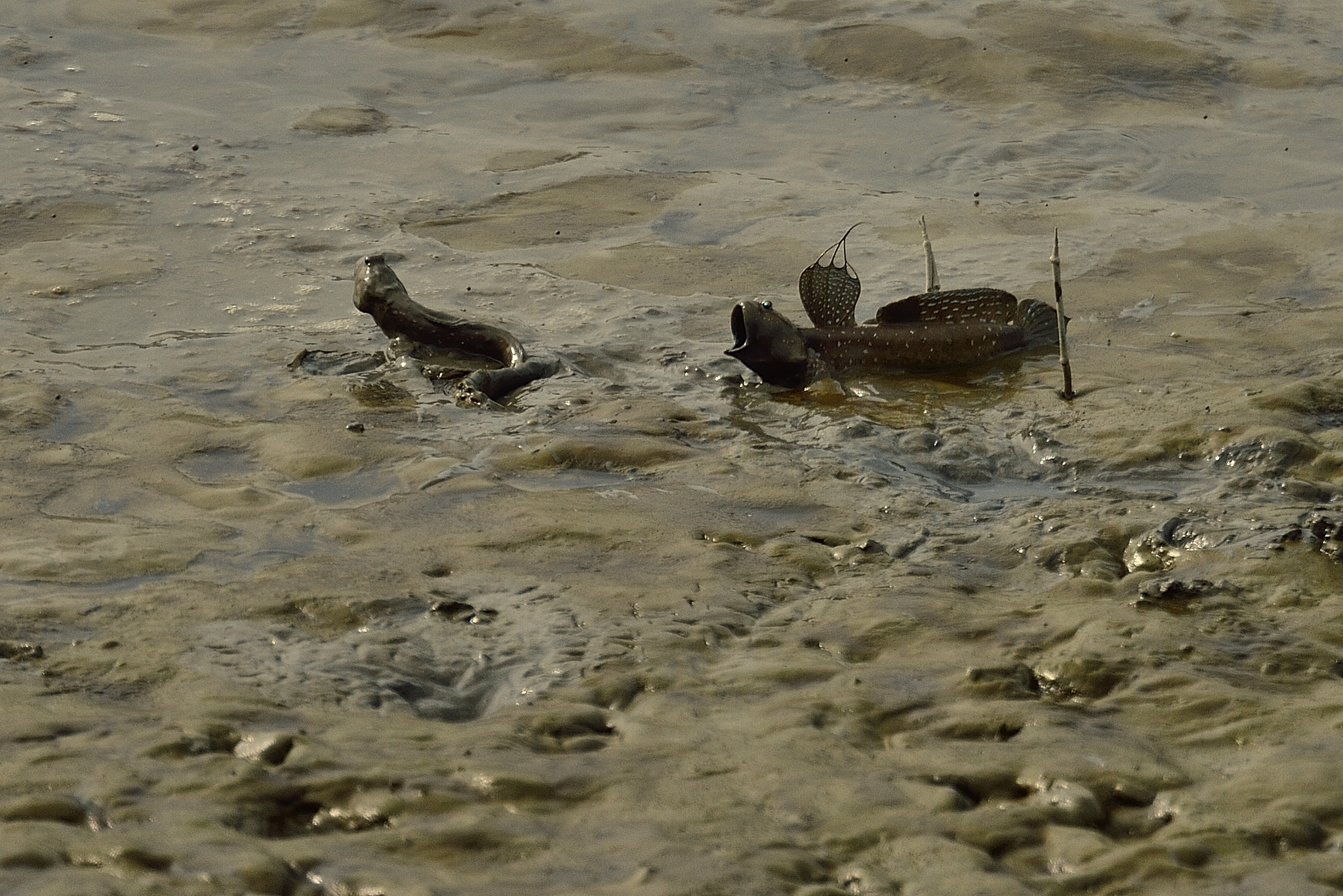 Nikon Df sample photo. Go away photography