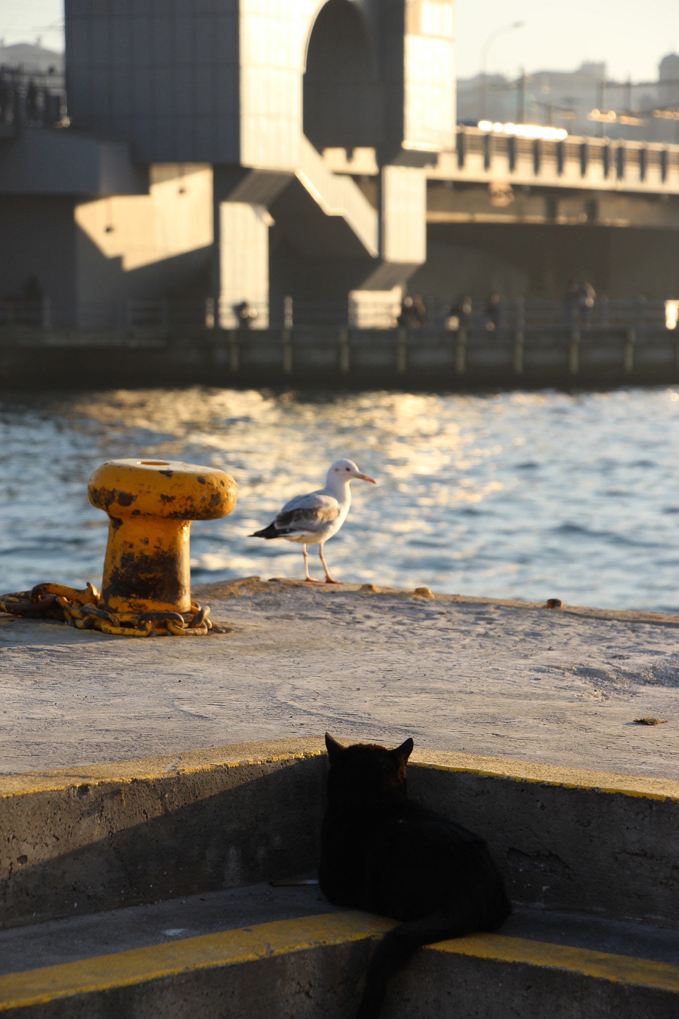Canon EF 24-85mm F3.5-4.5 USM sample photo. Canon melike photography
